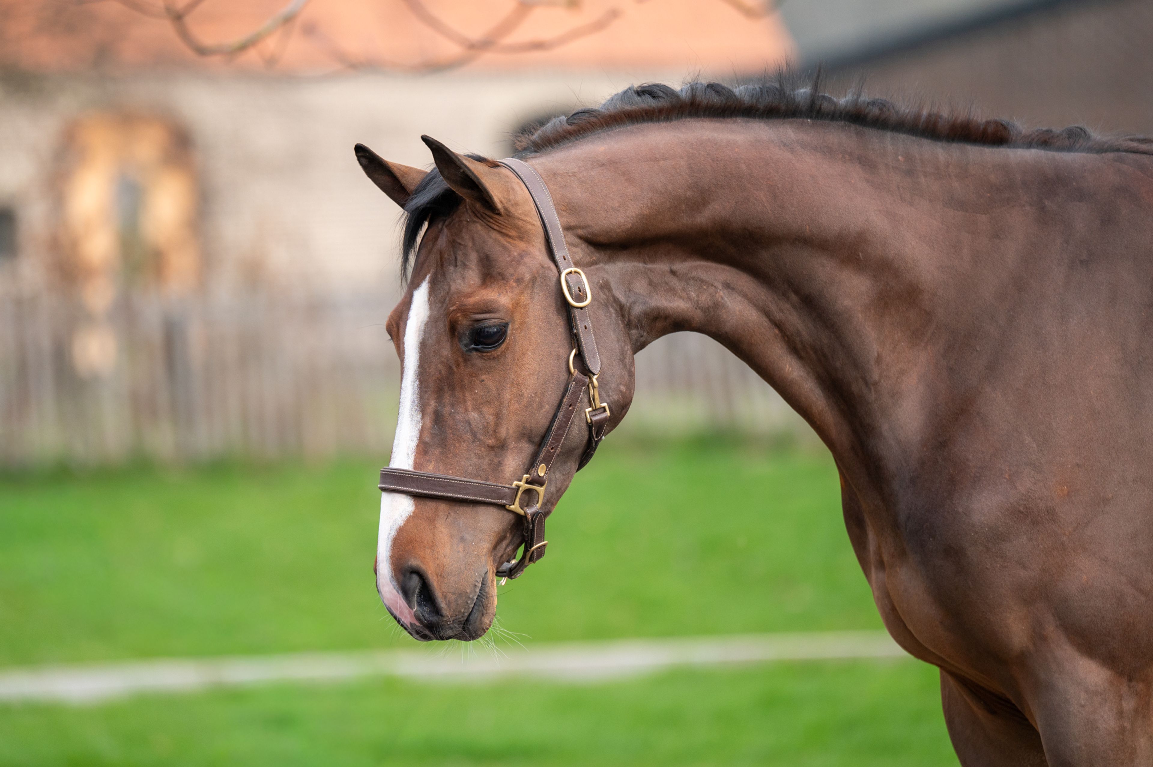 Arthur vd Smeets (ERMITAGE KALONE x IRON MAN VD PADENBORRE) - Image 2