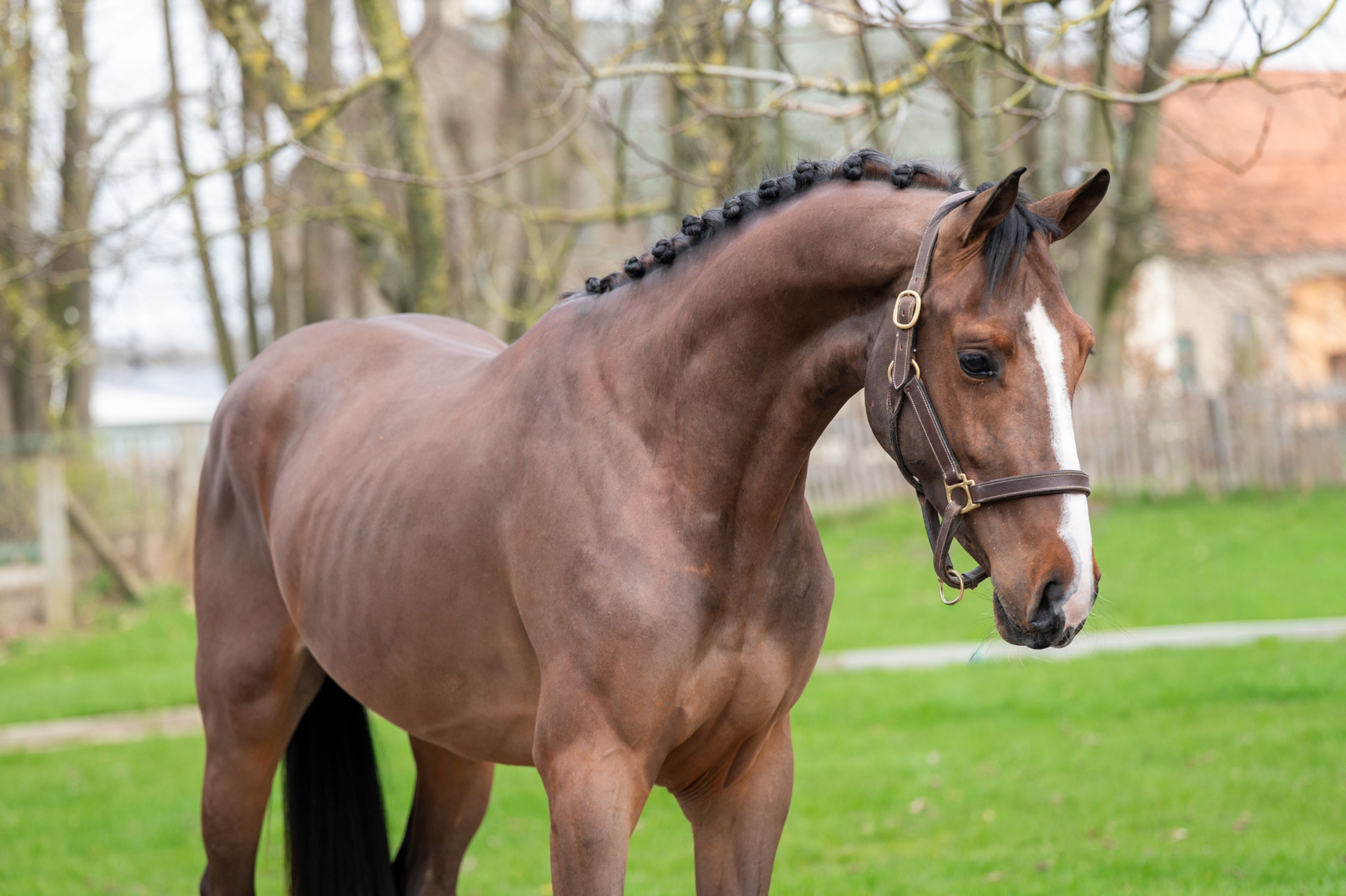 Arthur vd Smeets (ERMITAGE KALONE x IRON MAN VD PADENBORRE) - Image 5