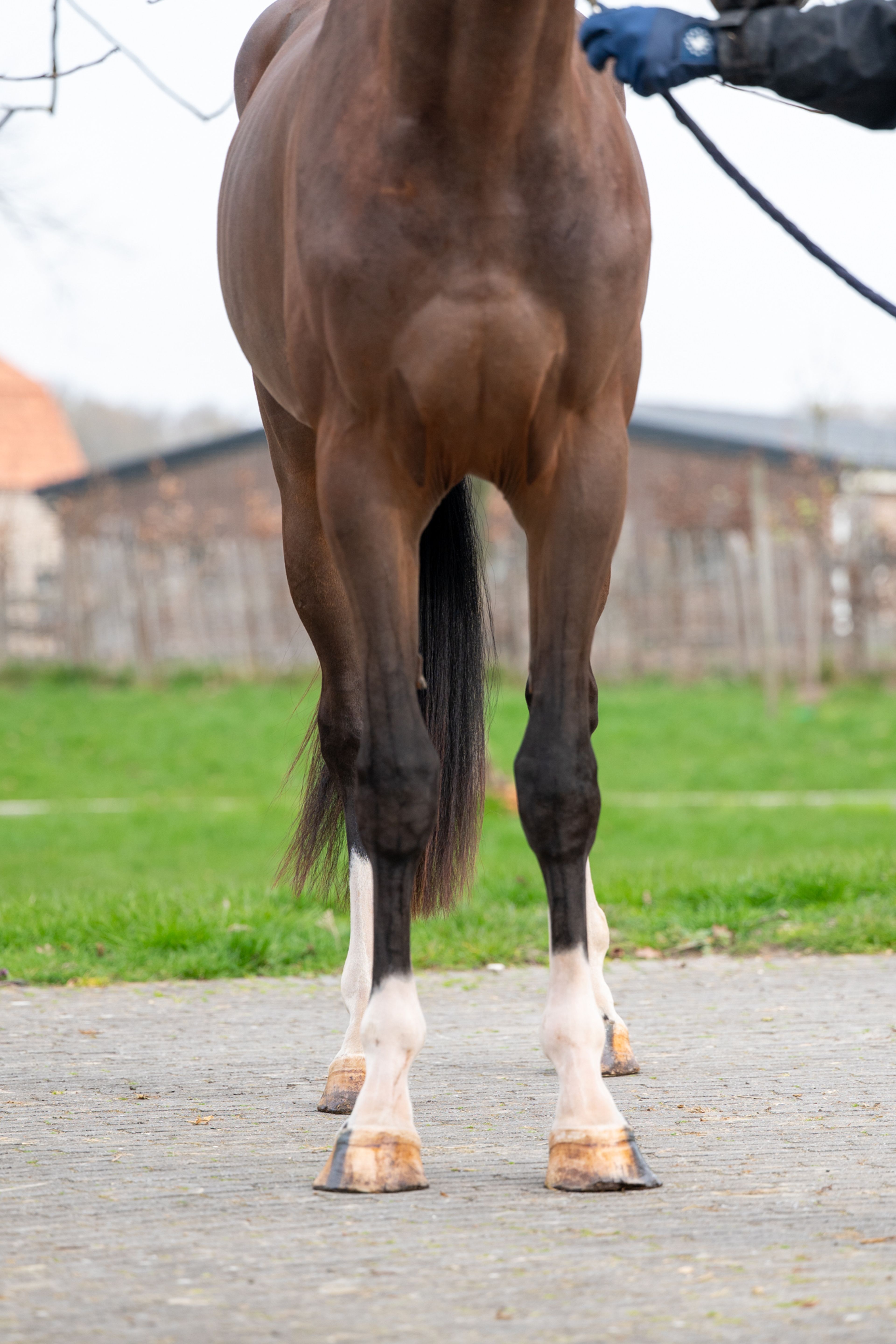 Arthur vd Smeets (ERMITAGE KALONE x IRON MAN VD PADENBORRE) - Image 6