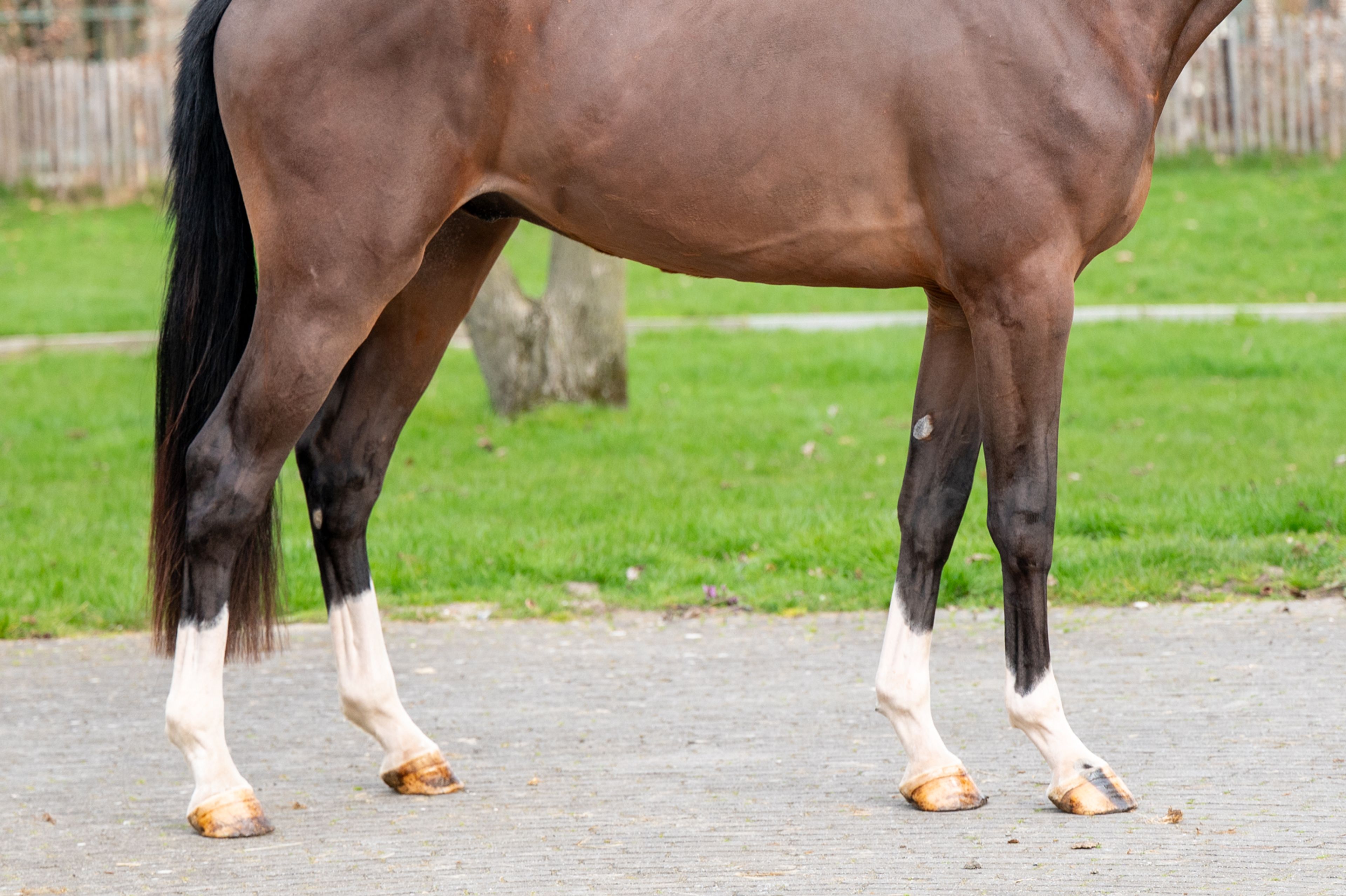 Arthur vd Smeets (ERMITAGE KALONE x IRON MAN VD PADENBORRE) - Image 8