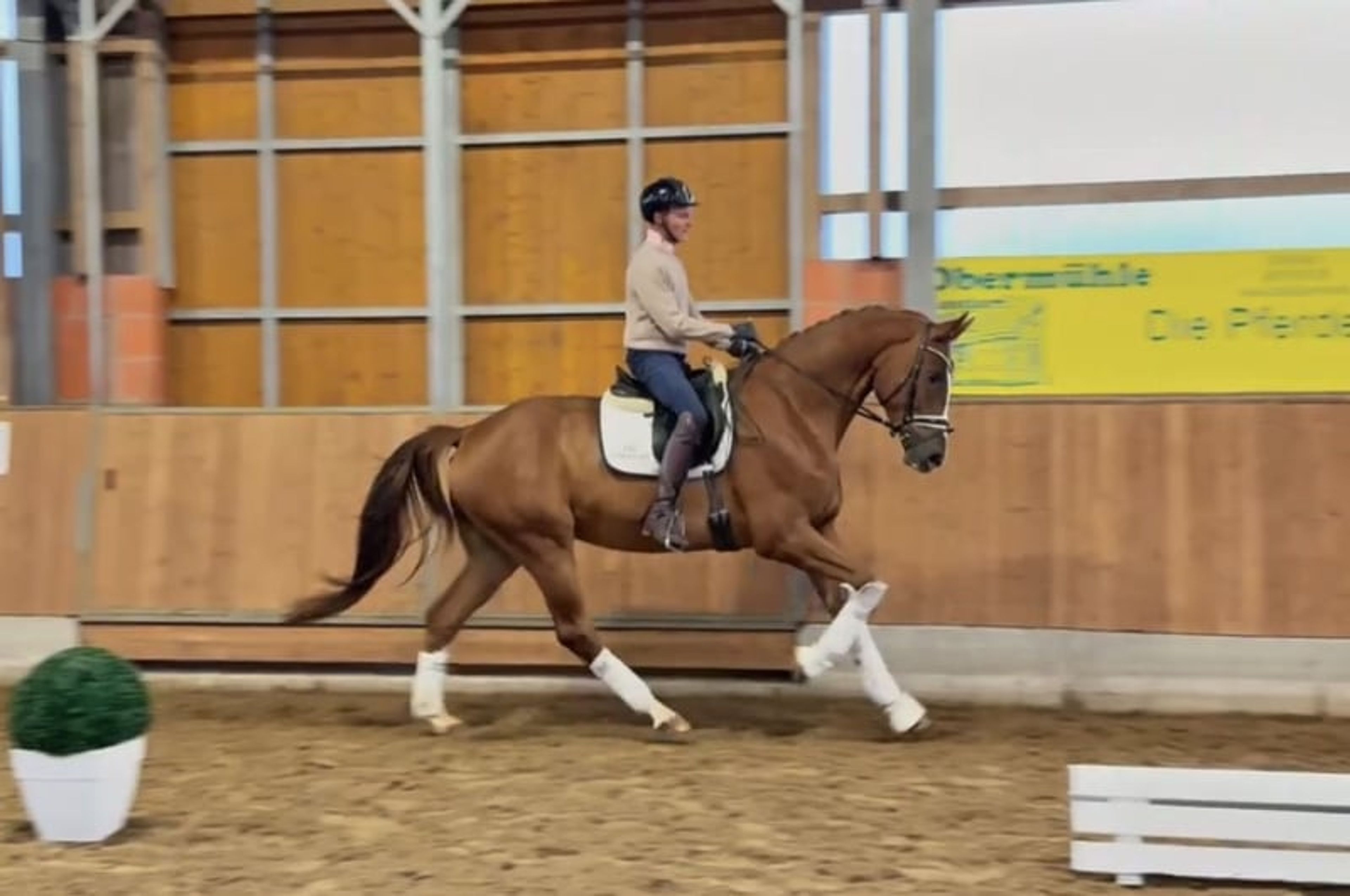 Promising dressage prospect with quality and potential