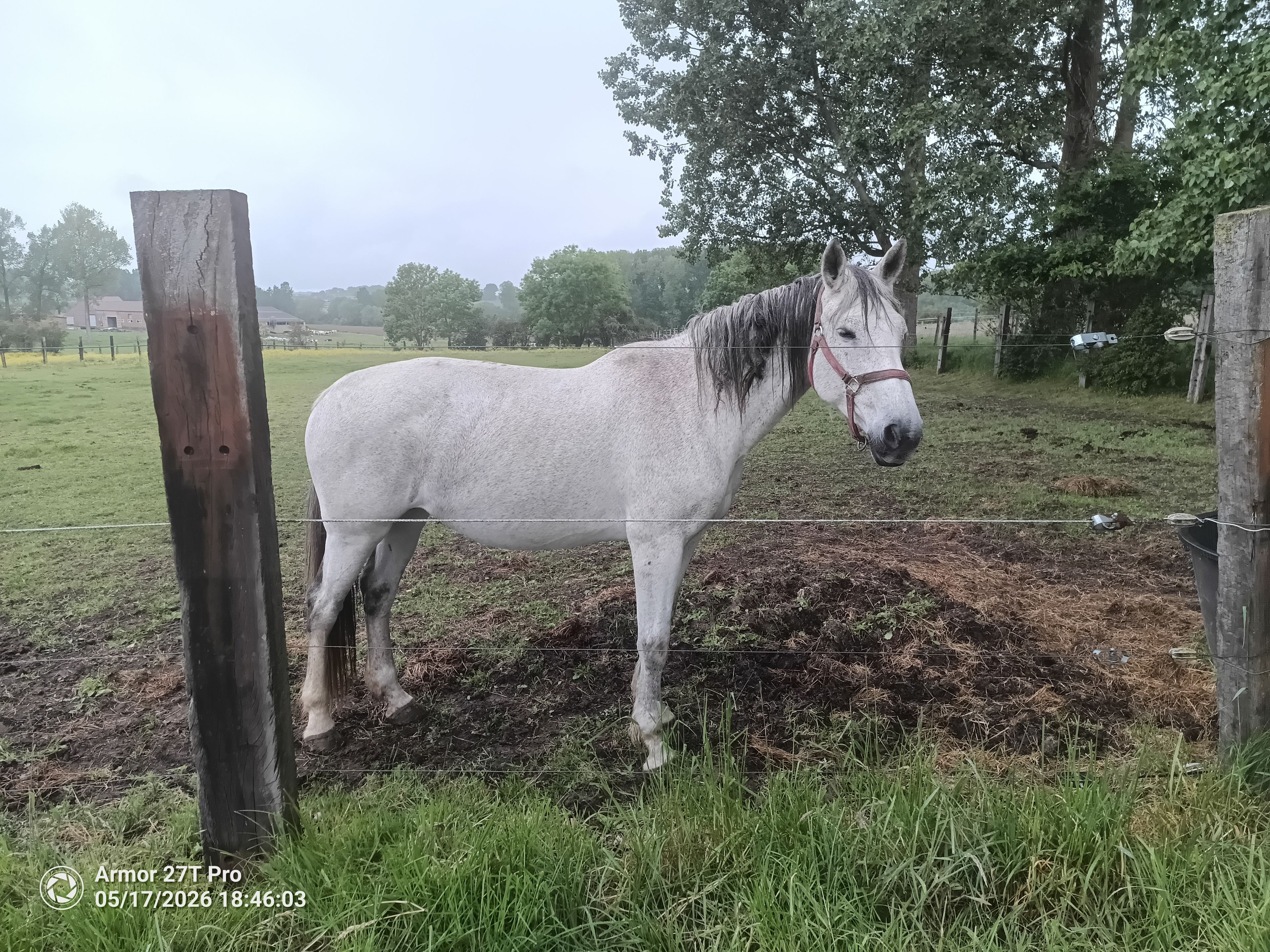 Lagoena van Essell ☆☆ (TRIOMPHE DE RIVERLAND x CODEX) - Image 1