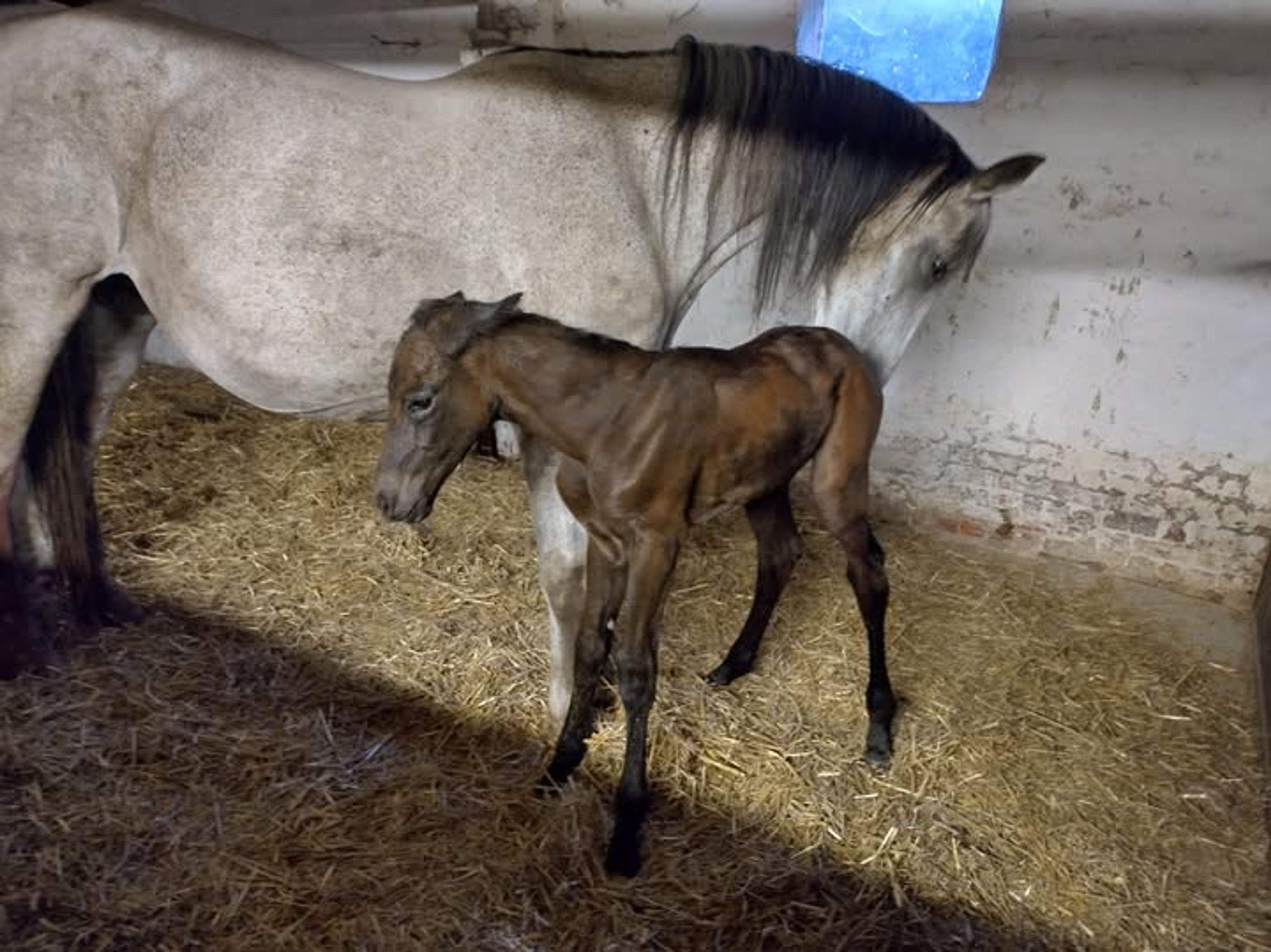 Lagoena van Essell ☆☆ (TRIOMPHE DE RIVERLAND x CODEX) - Image 2