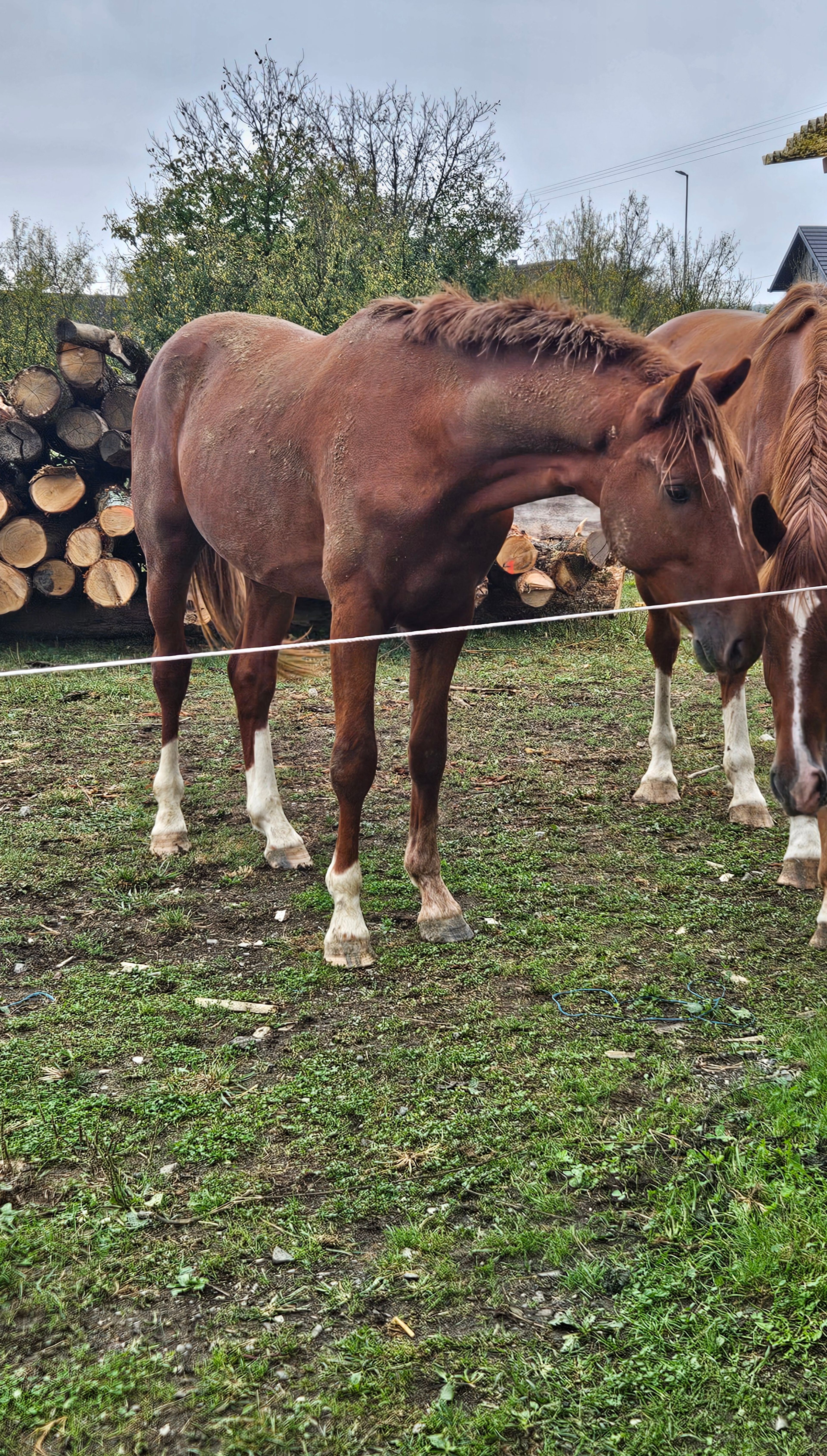 Troubadour - Image 3