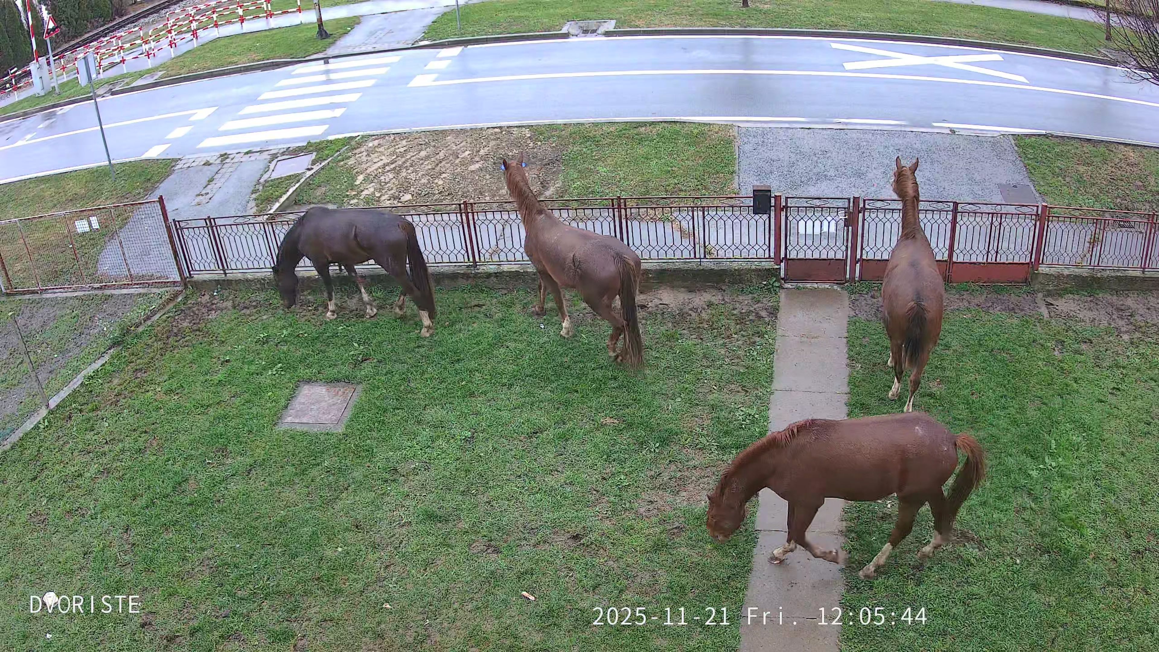 Troubadour - Image 5