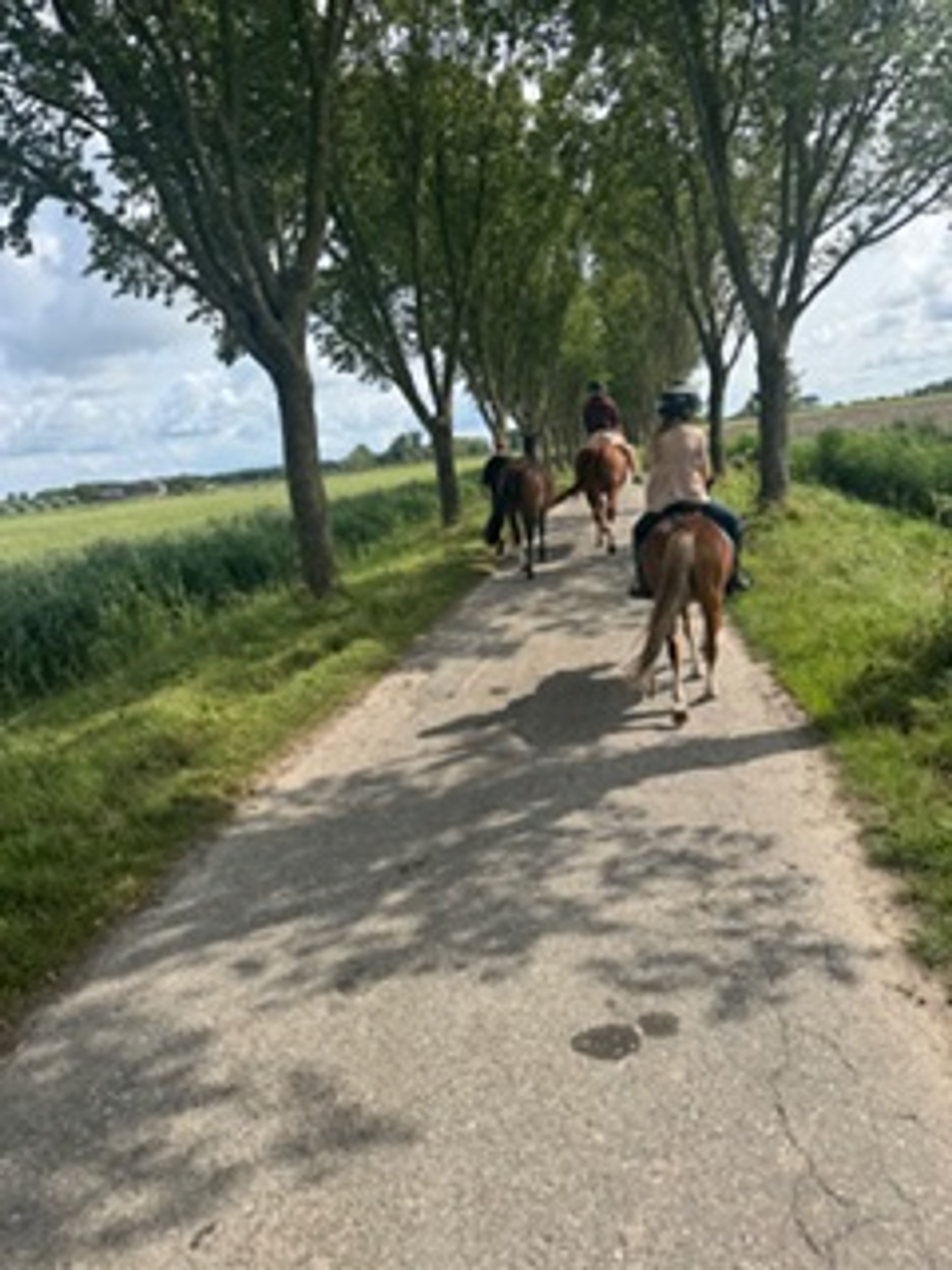 Stormy Boy (Boyke) - Image 5