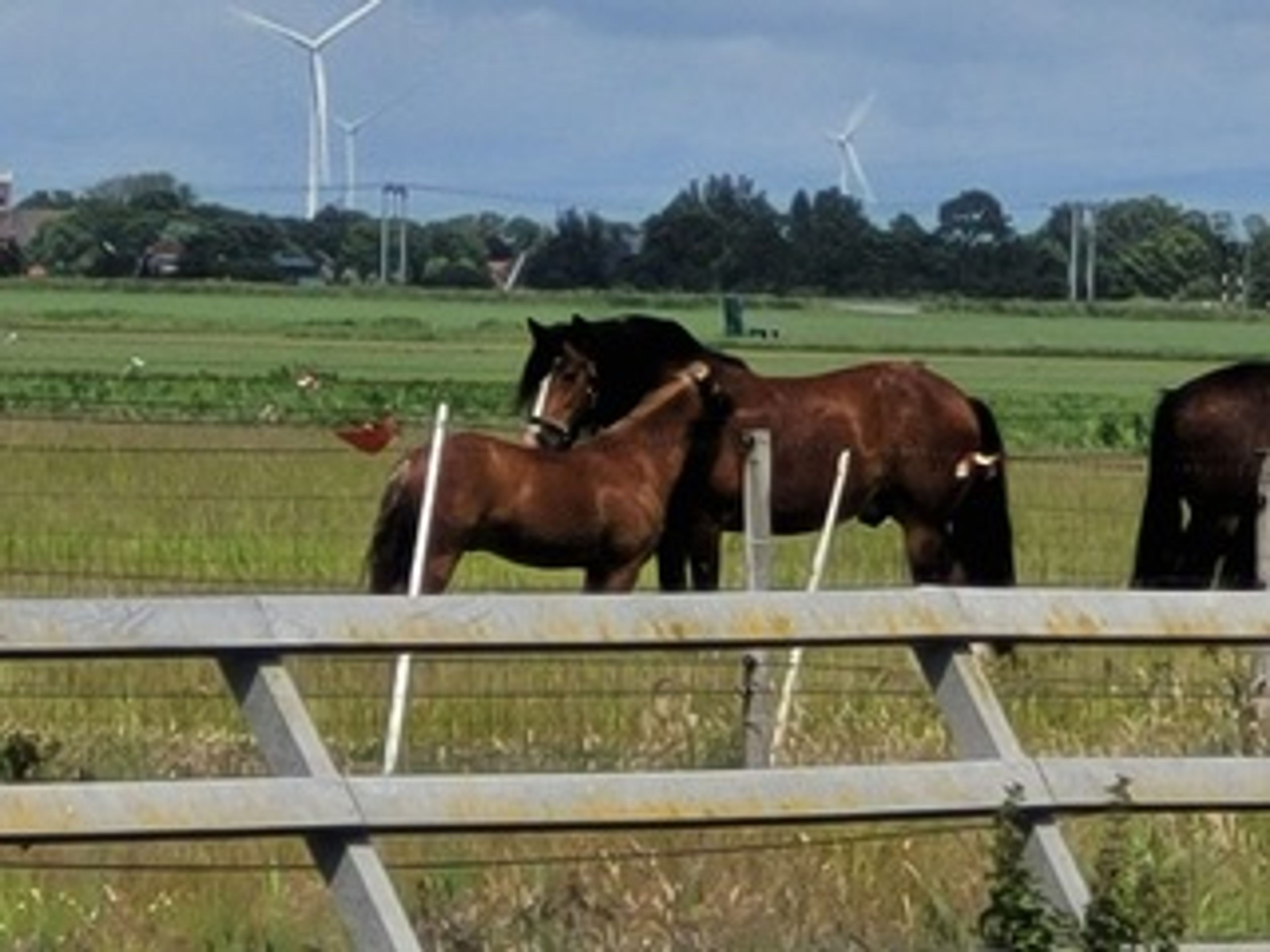 Stormy Boy (Boyke) - Image 10