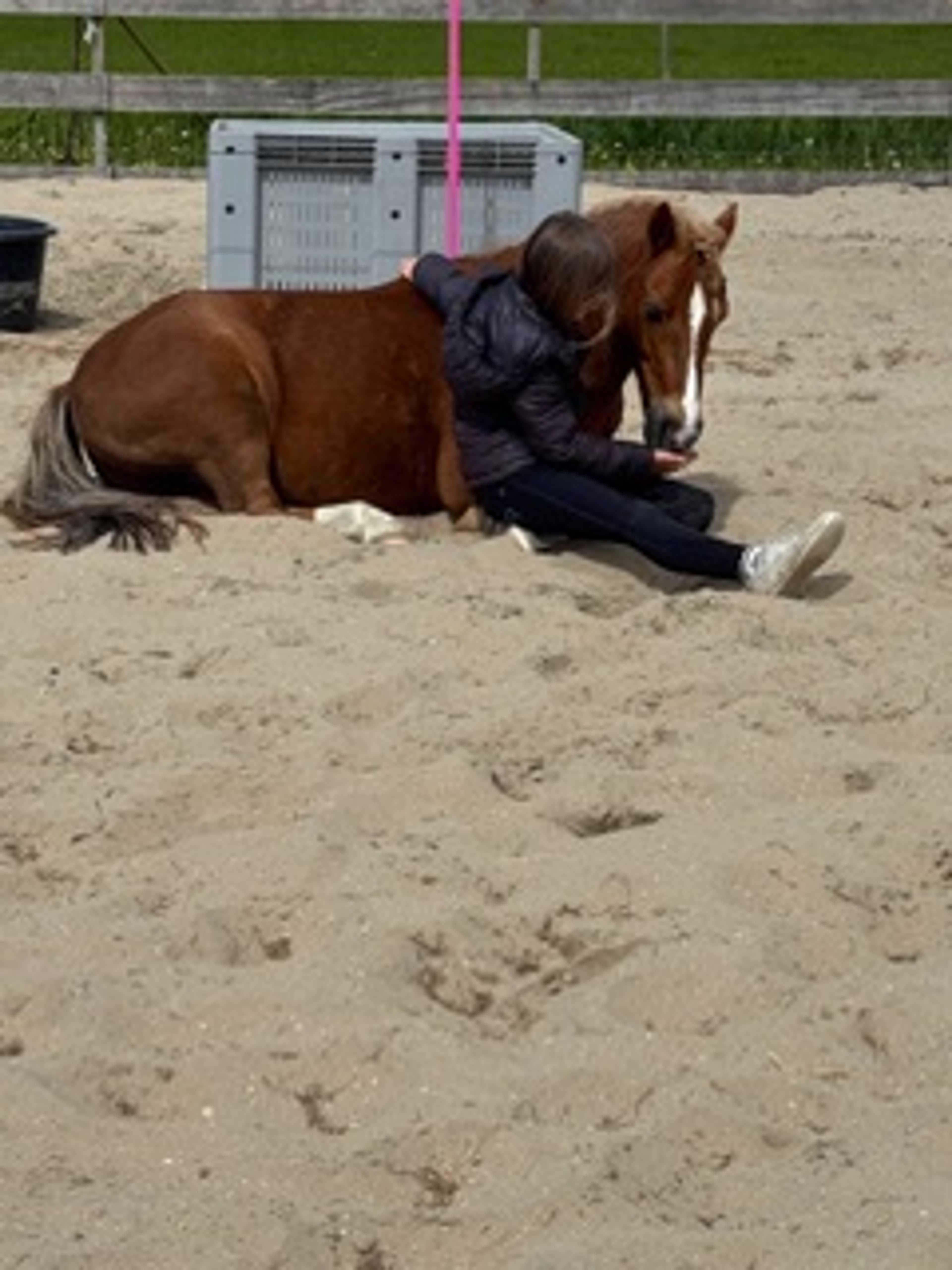 Stormy Boy (Boyke) - Image 12