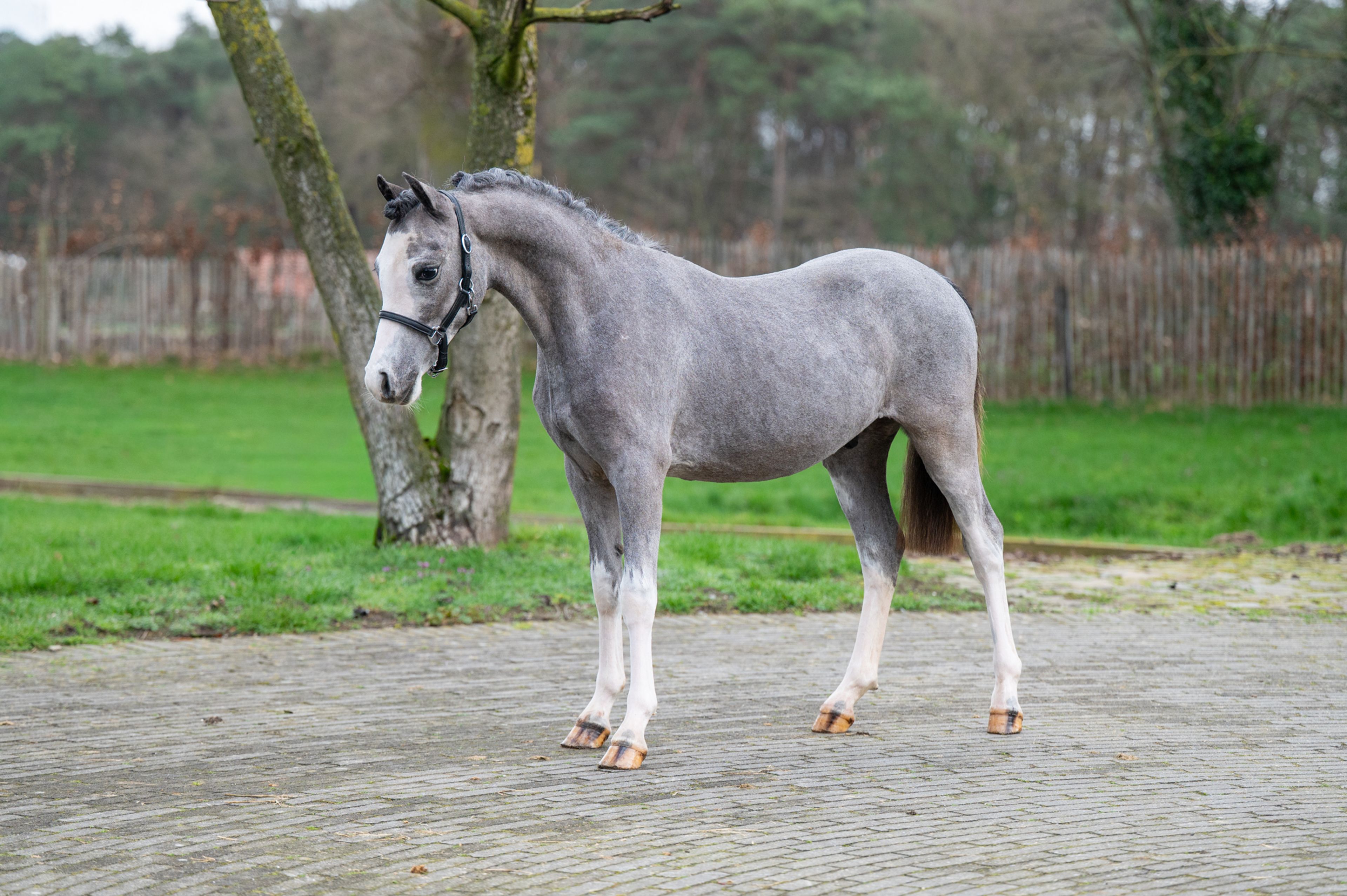 Sumrin Stevo (UITERWAARDENS SPECIAL GIFT x RHESFAIR JOE CHWEDL) - Image 1