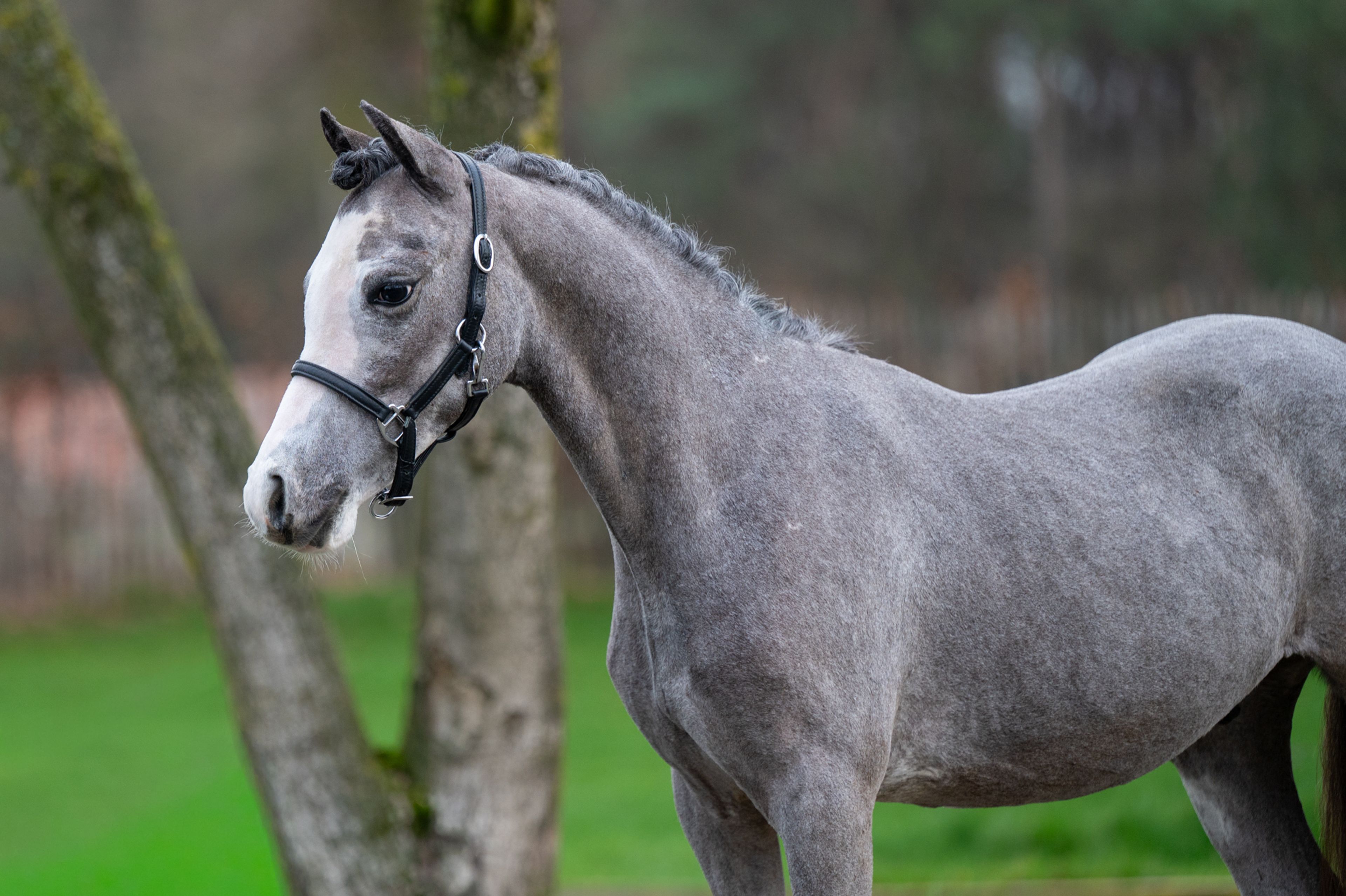 Sumrin Stevo (UITERWAARDENS SPECIAL GIFT x RHESFAIR JOE CHWEDL) - Image 2