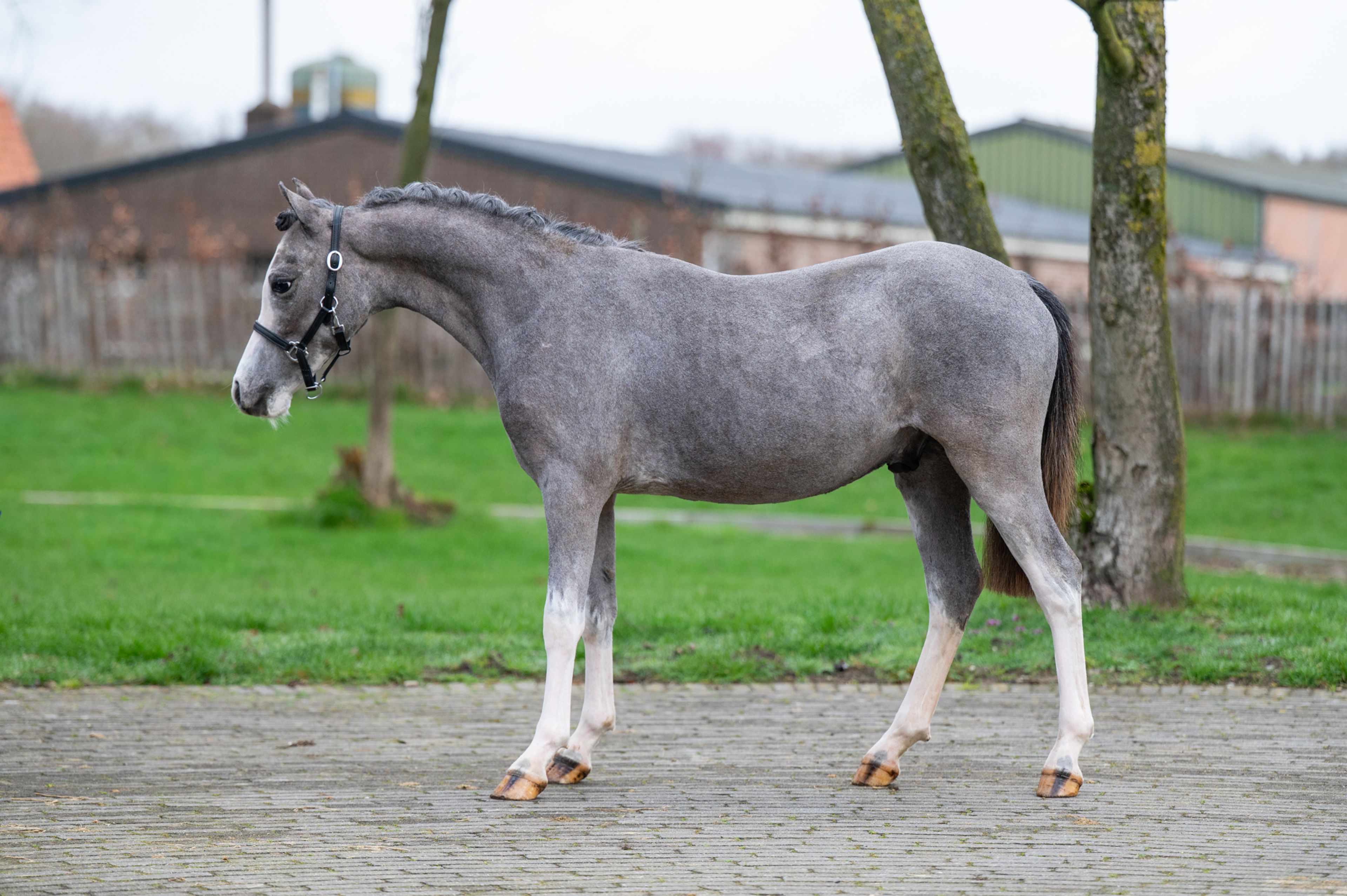 Sumrin Stevo (UITERWAARDENS SPECIAL GIFT x RHESFAIR JOE CHWEDL) - Image 3