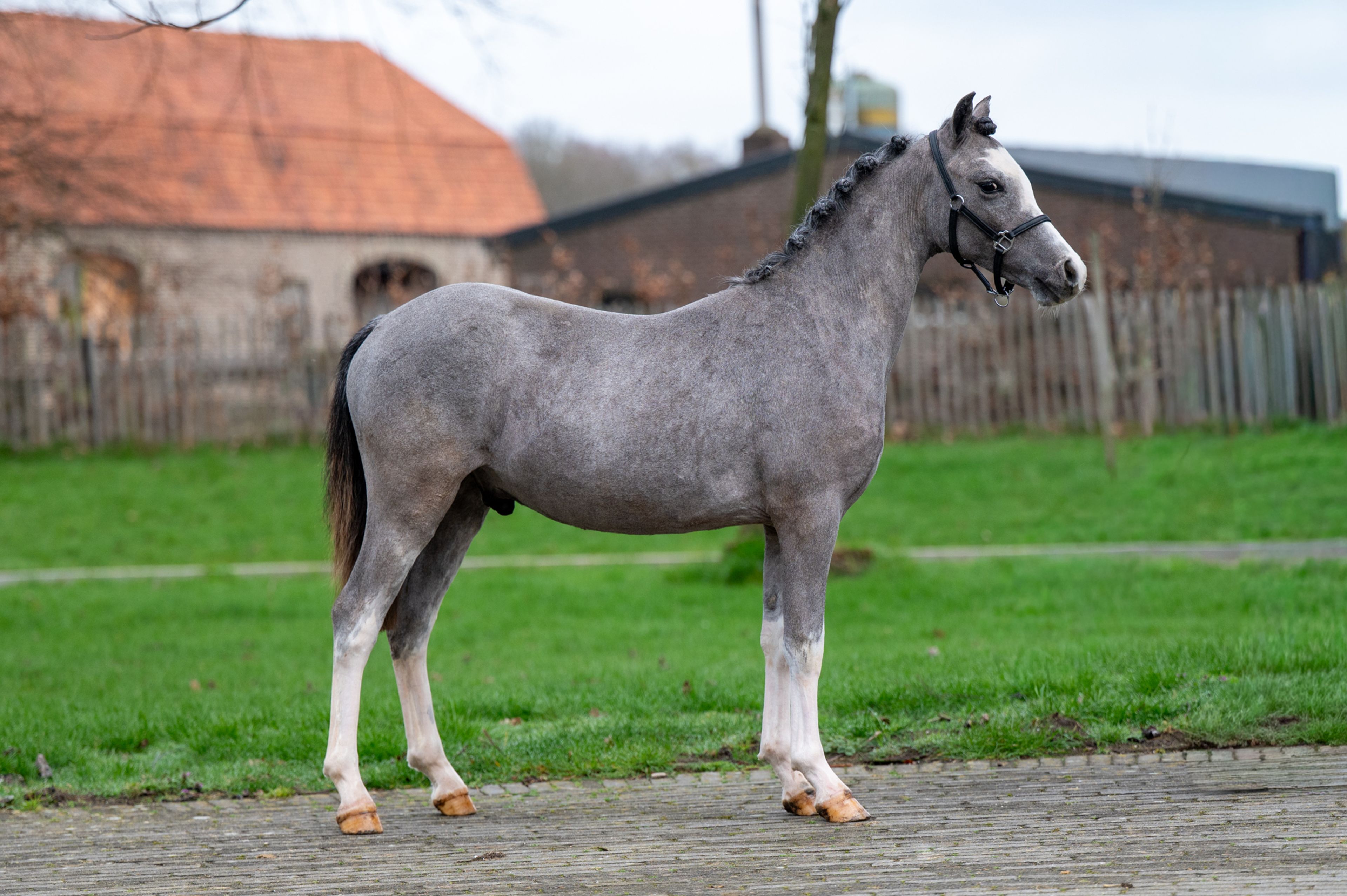 Sumrin Stevo (UITERWAARDENS SPECIAL GIFT x RHESFAIR JOE CHWEDL) - Image 4