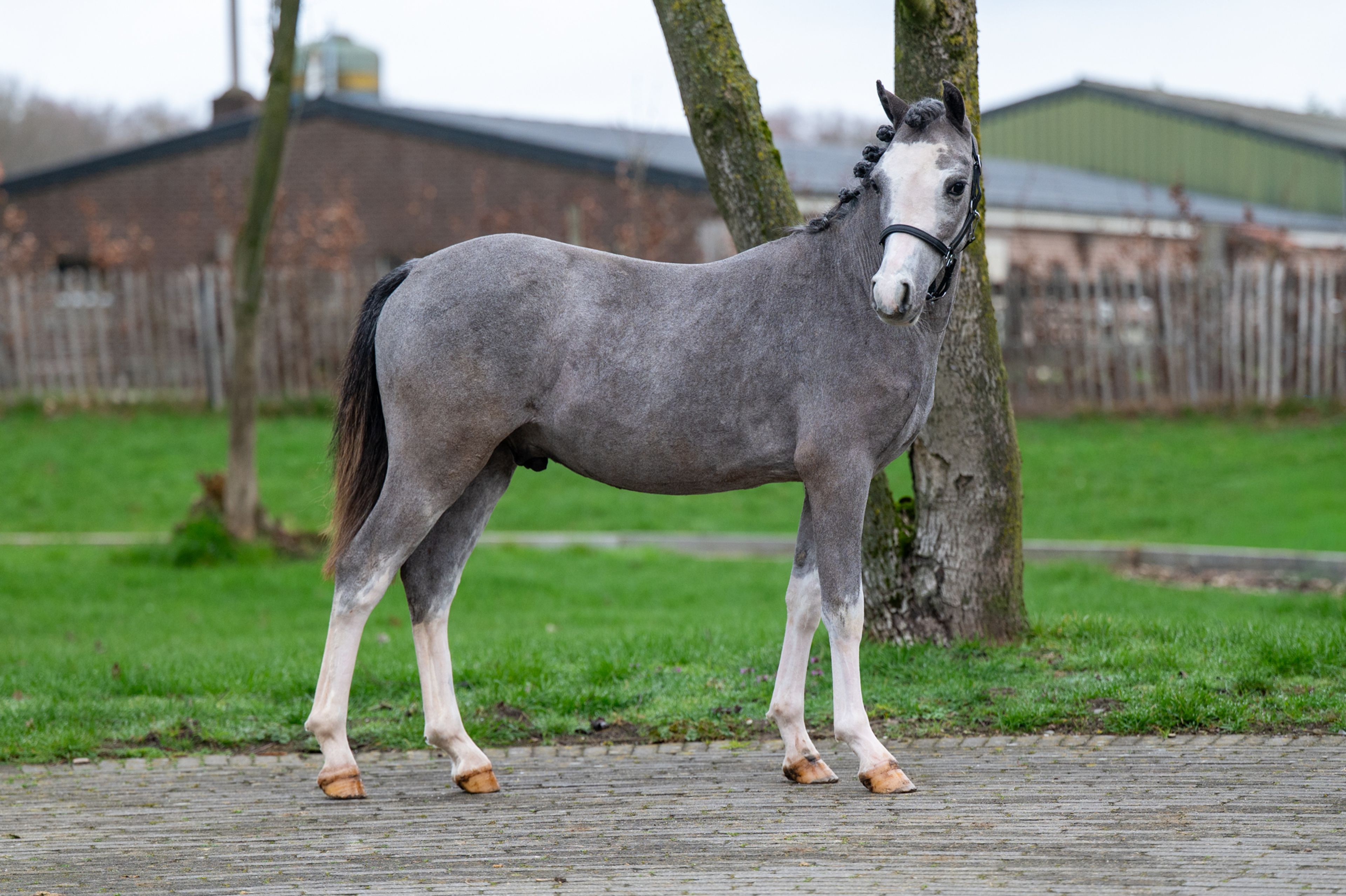 Sumrin Stevo (UITERWAARDENS SPECIAL GIFT x RHESFAIR JOE CHWEDL) - Image 5