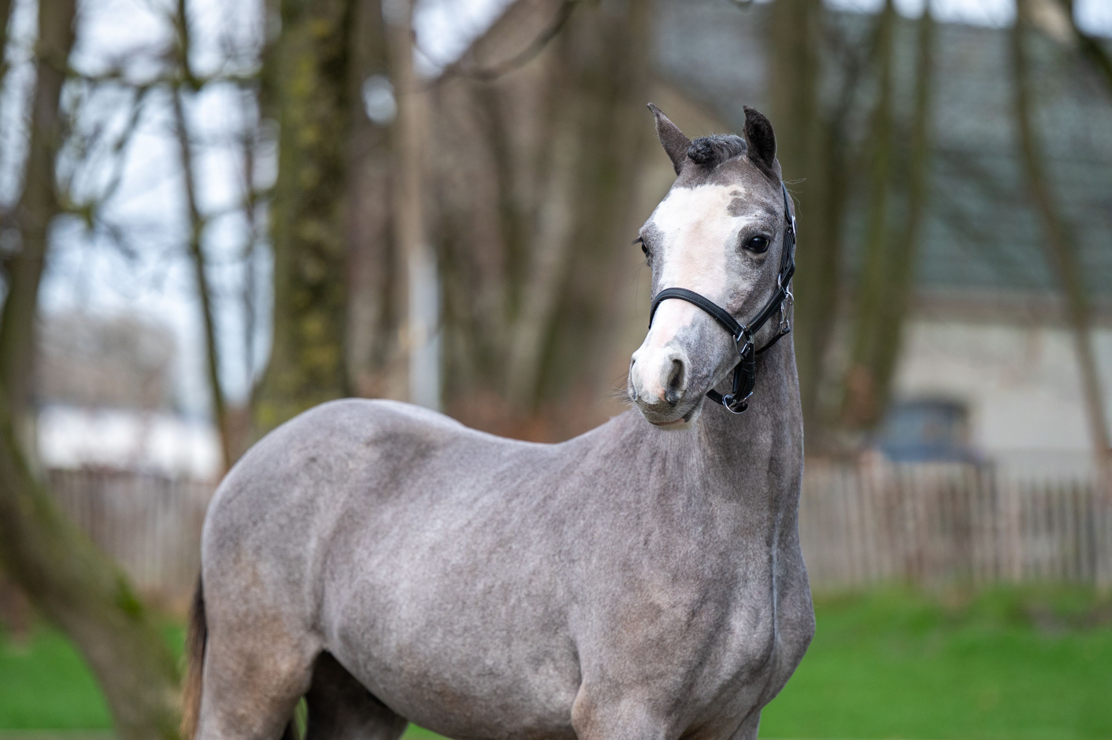 Sumrin Stevo (UITERWAARDENS SPECIAL GIFT x RHESFAIR JOE CHWEDL) - Image 6