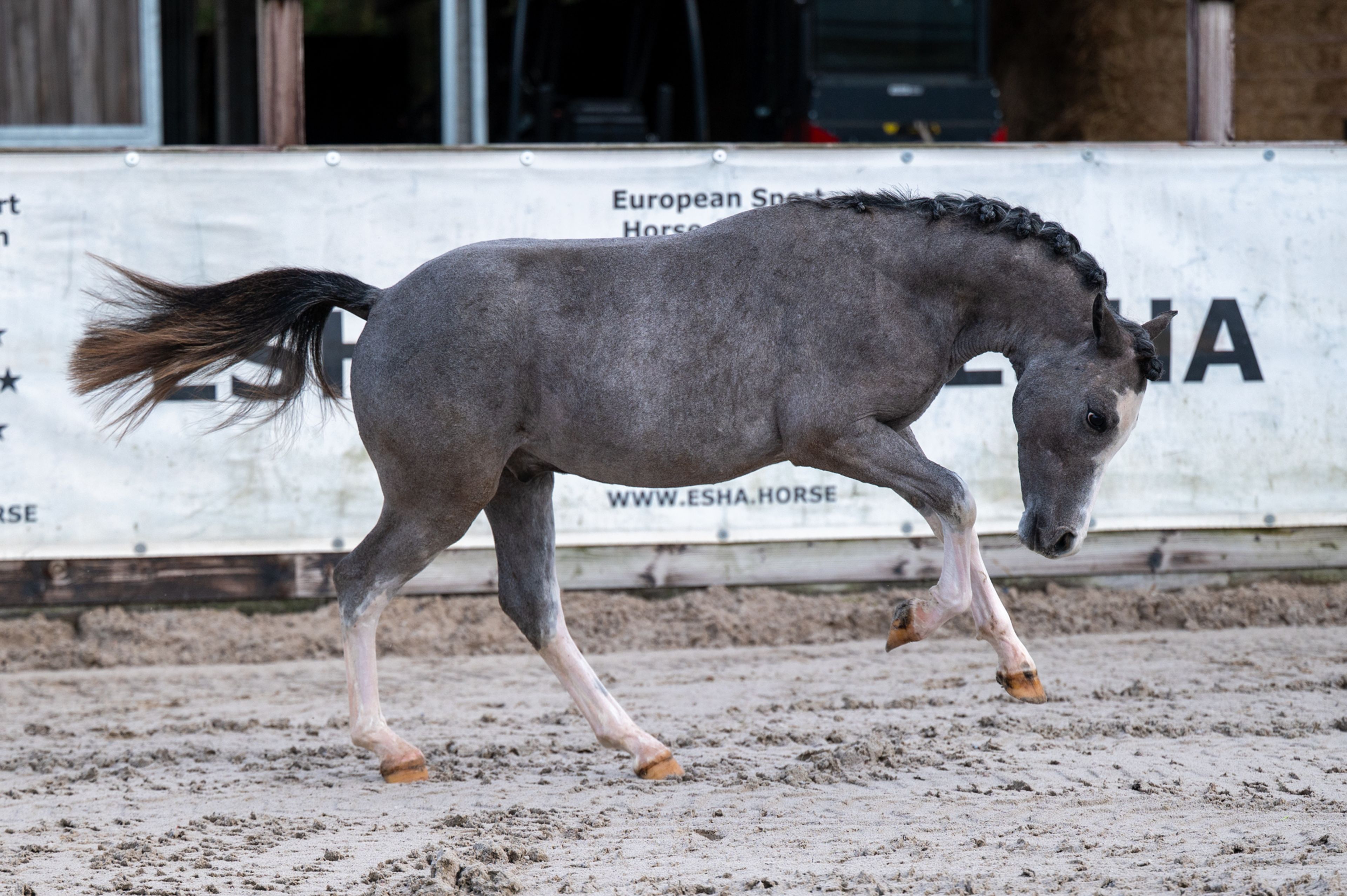 Sumrin Stevo (UITERWAARDENS SPECIAL GIFT x RHESFAIR JOE CHWEDL) - Image 7