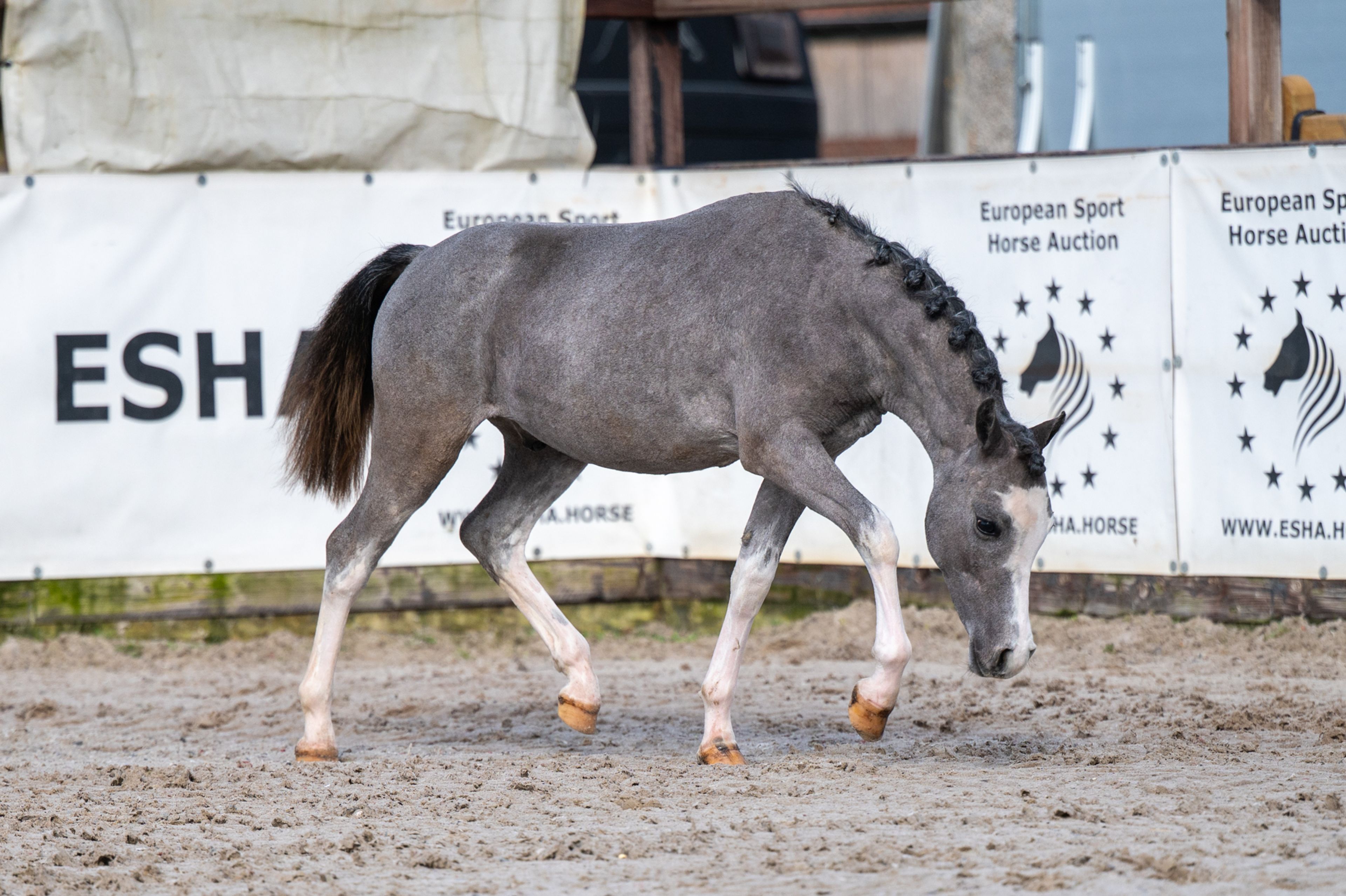 Sumrin Stevo (UITERWAARDENS SPECIAL GIFT x RHESFAIR JOE CHWEDL) - Image 8