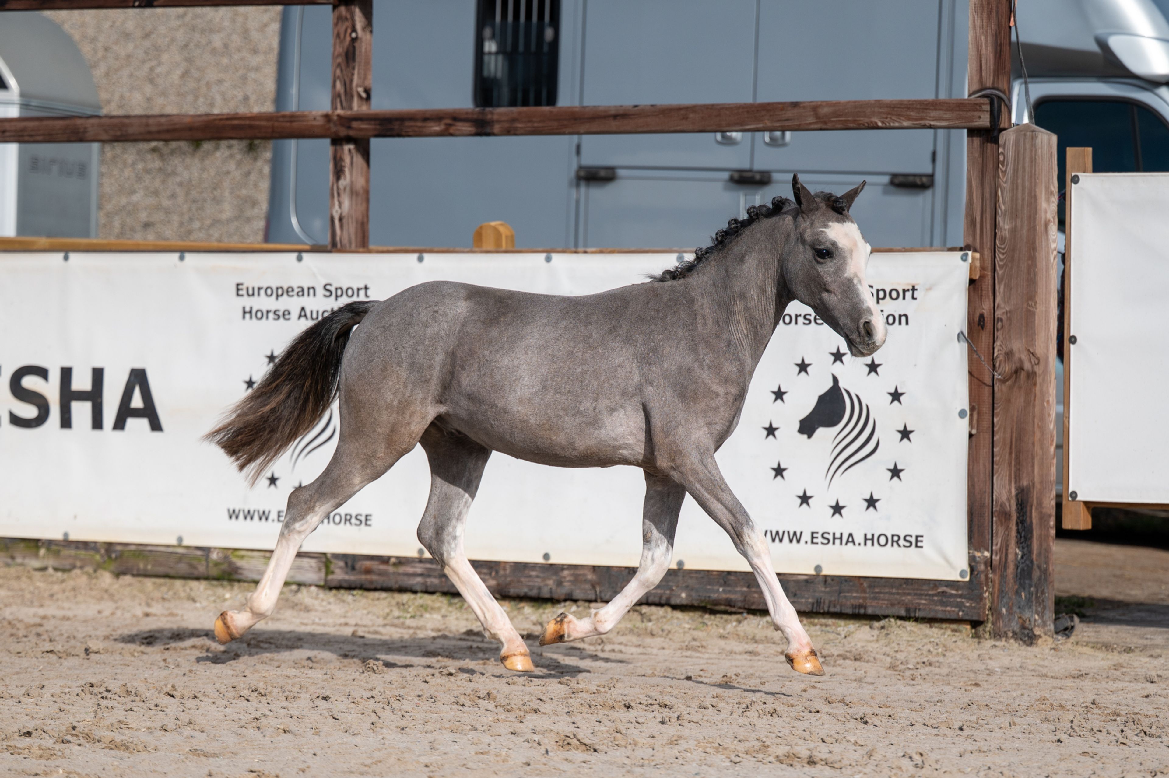 Sumrin Stevo (UITERWAARDENS SPECIAL GIFT x RHESFAIR JOE CHWEDL) - Image 9