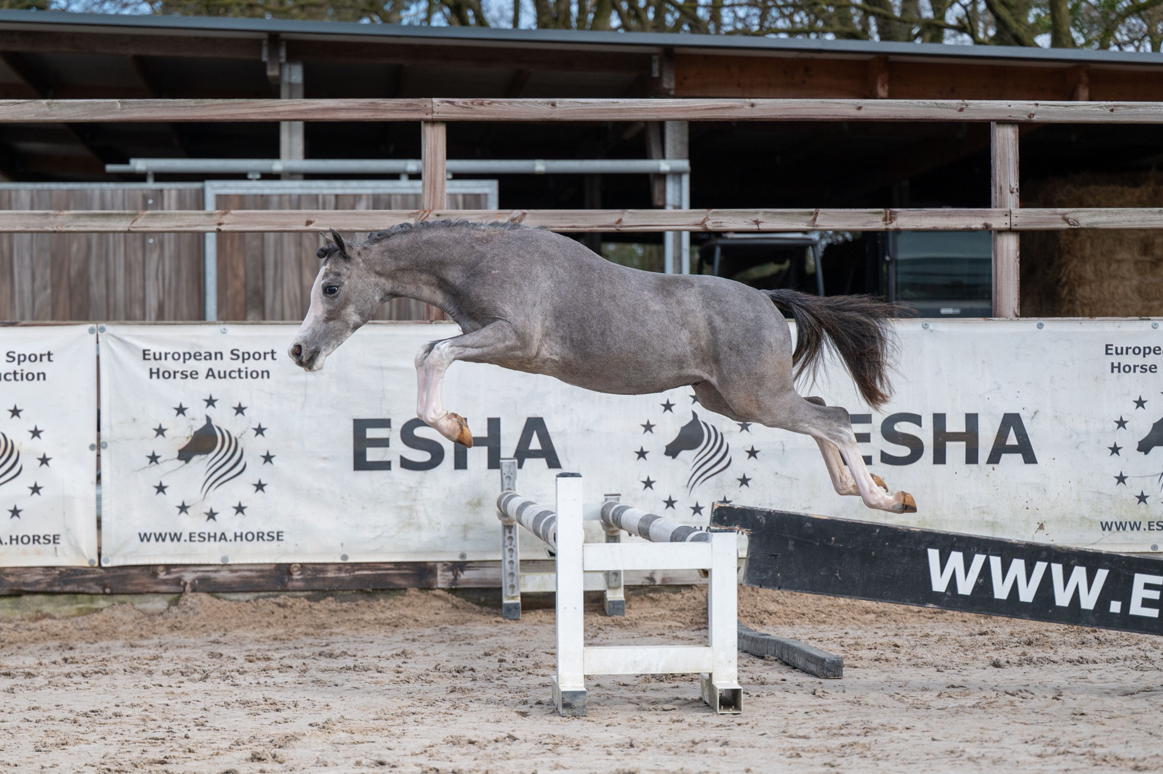 Sumrin Stevo (UITERWAARDENS SPECIAL GIFT x RHESFAIR JOE CHWEDL) - Image 10