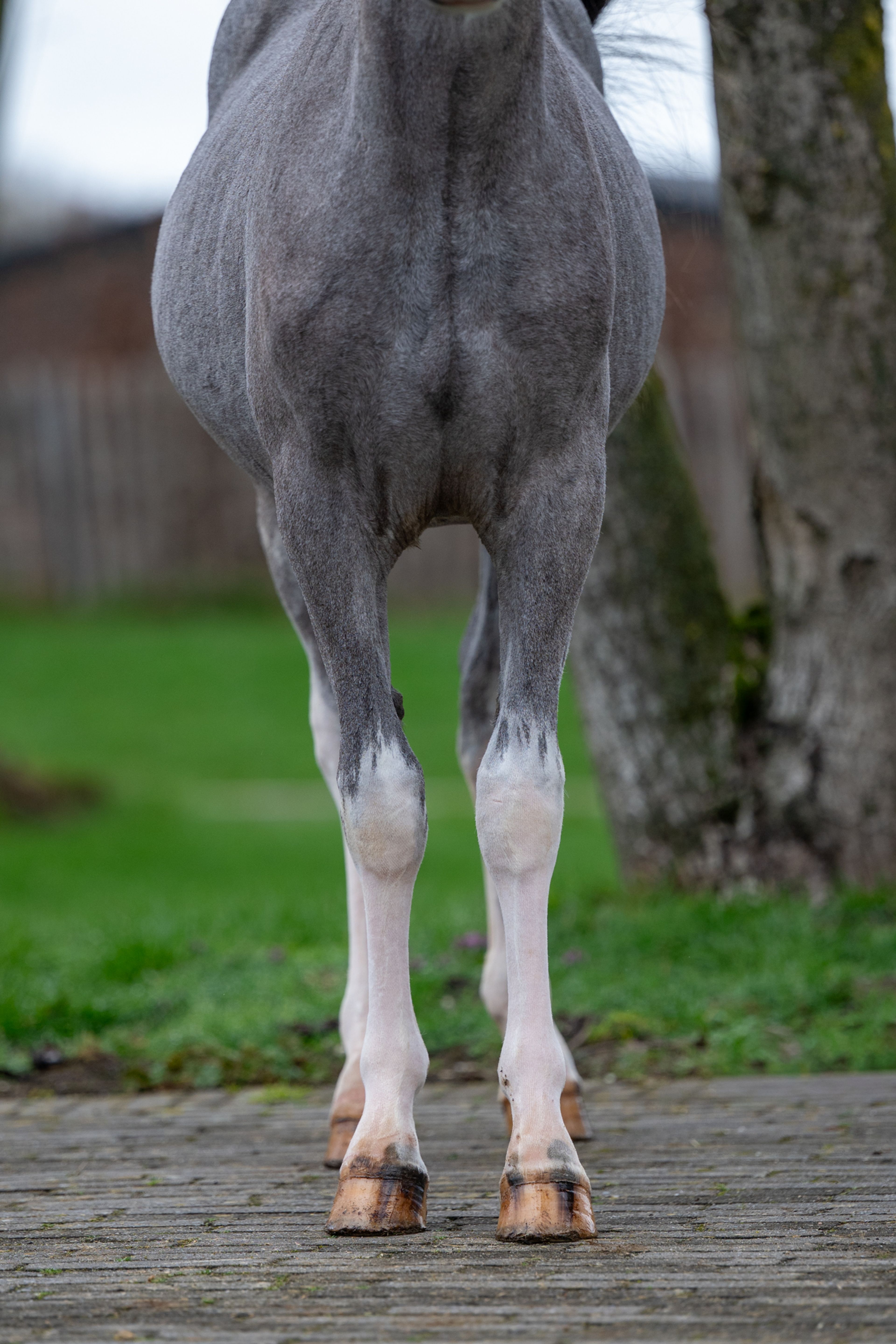 Sumrin Stevo (UITERWAARDENS SPECIAL GIFT x RHESFAIR JOE CHWEDL) - Image 11