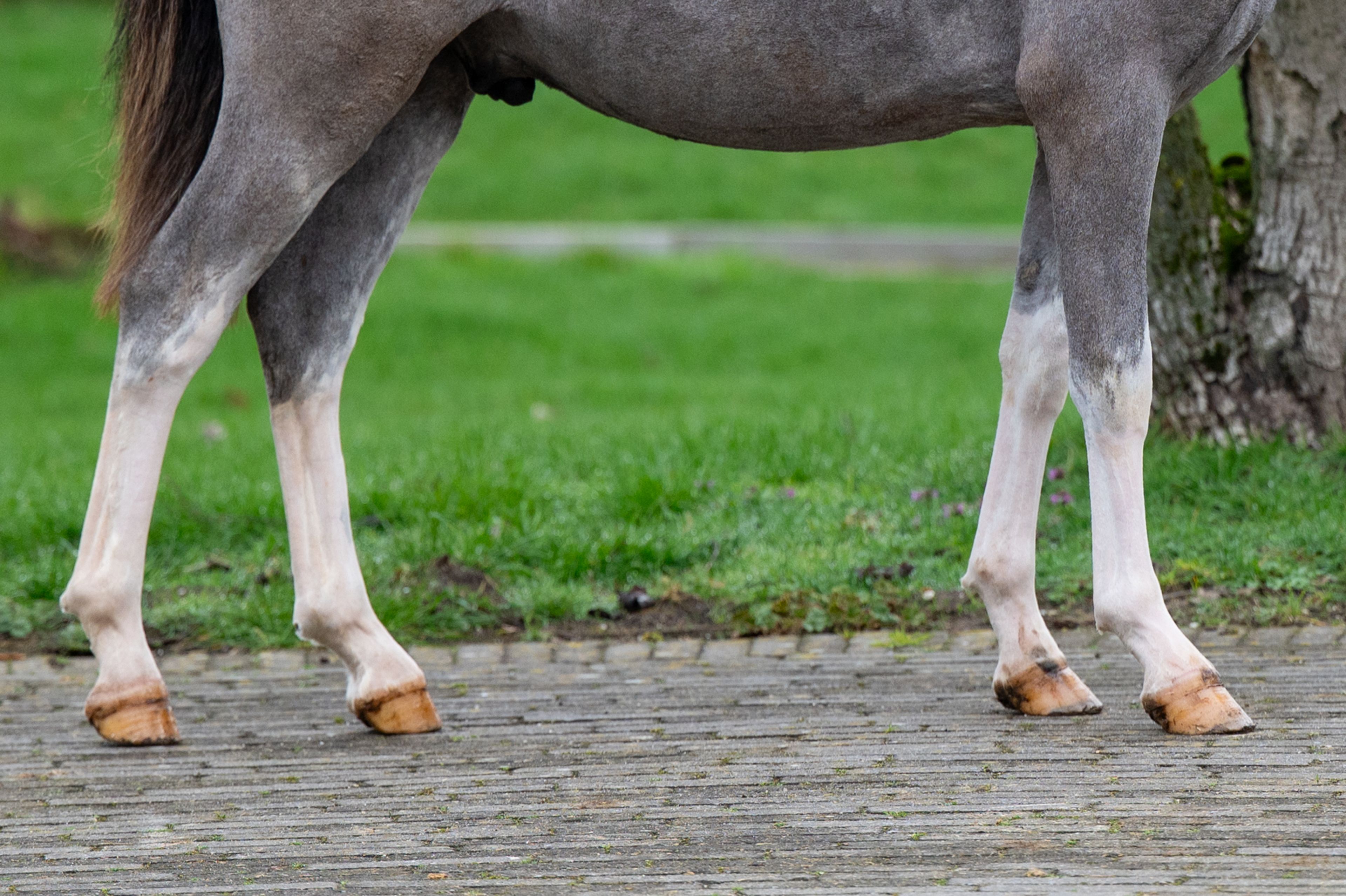 Sumrin Stevo (UITERWAARDENS SPECIAL GIFT x RHESFAIR JOE CHWEDL) - Image 12