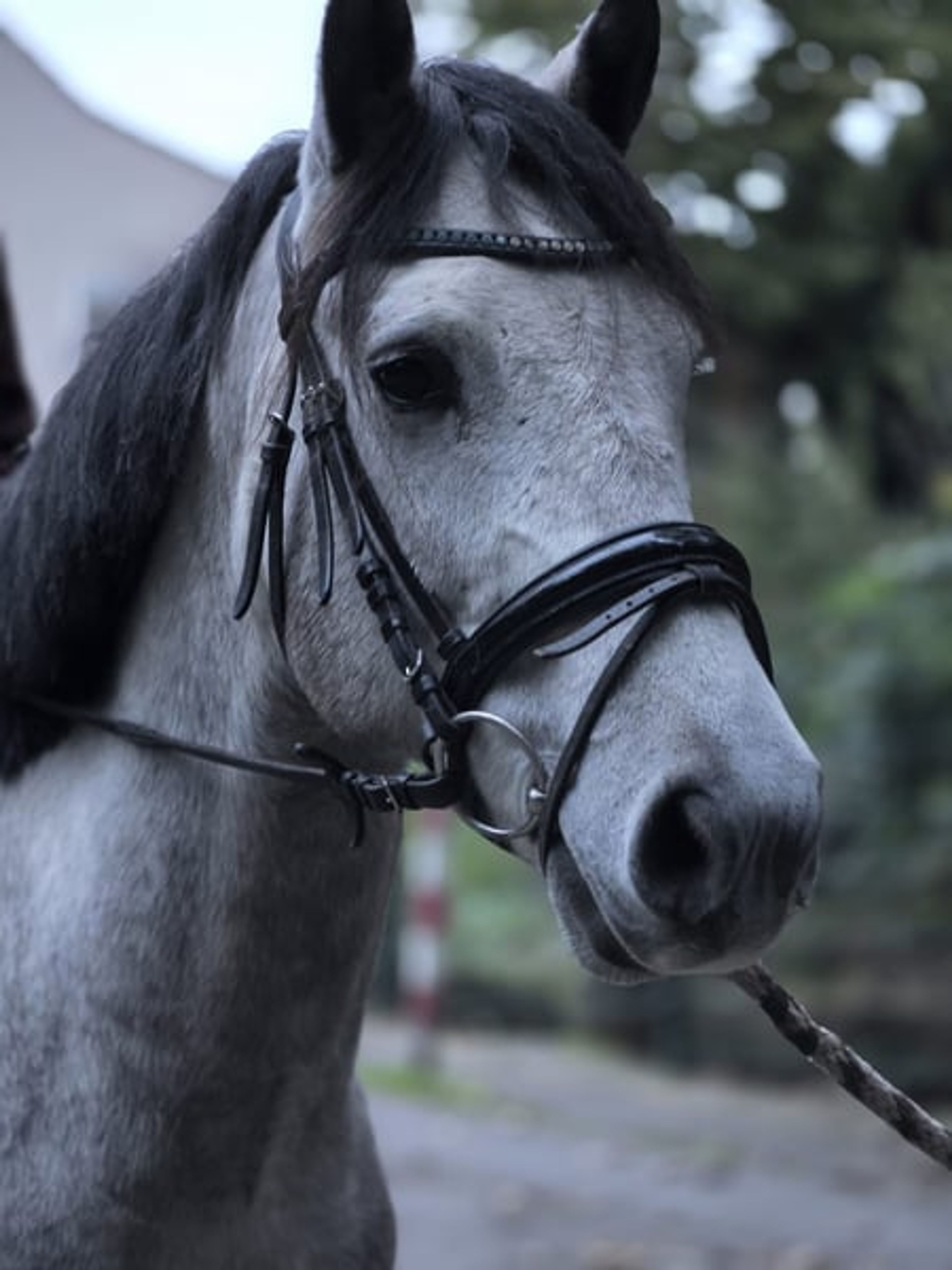 Dream pony looking for its people ♥️