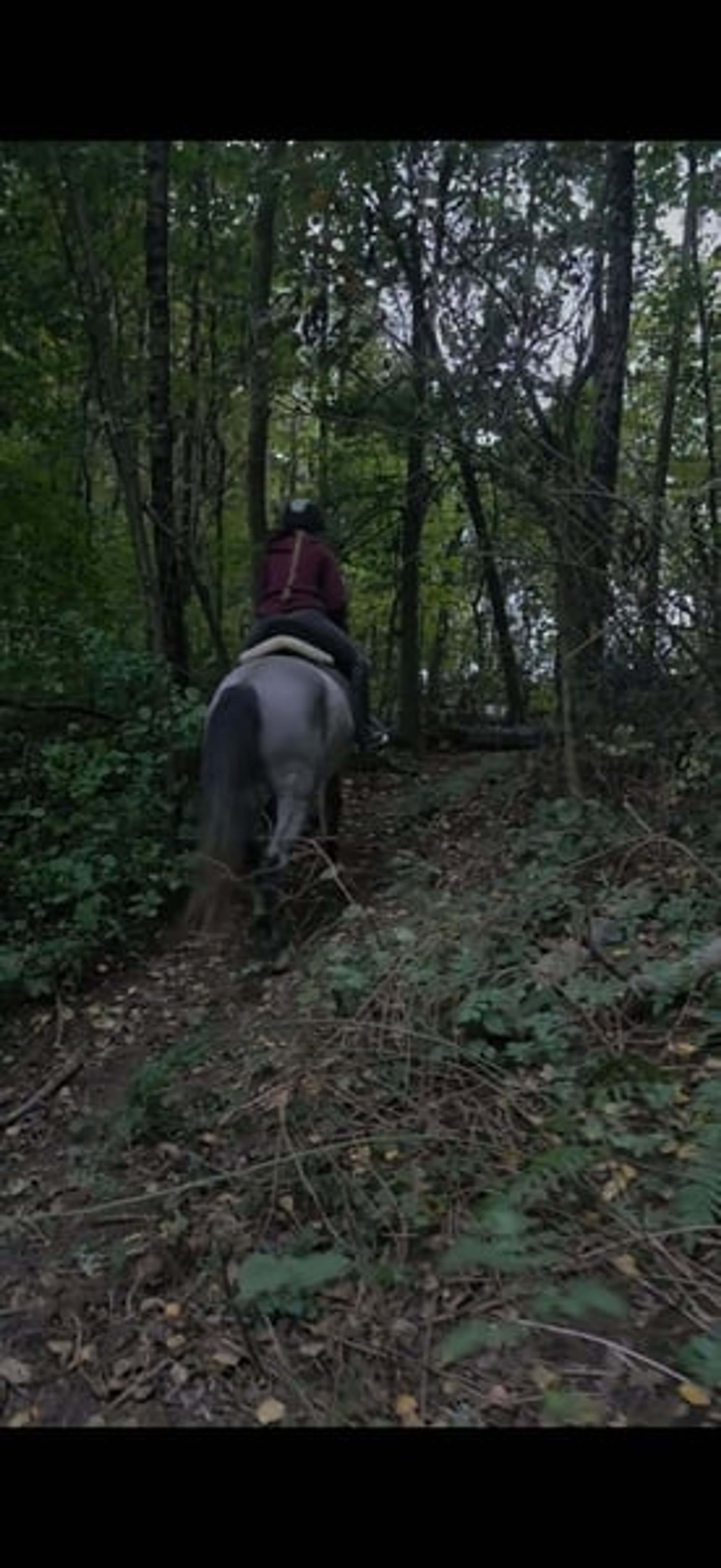 Dream pony looking for its people ♥️ - Image 3
