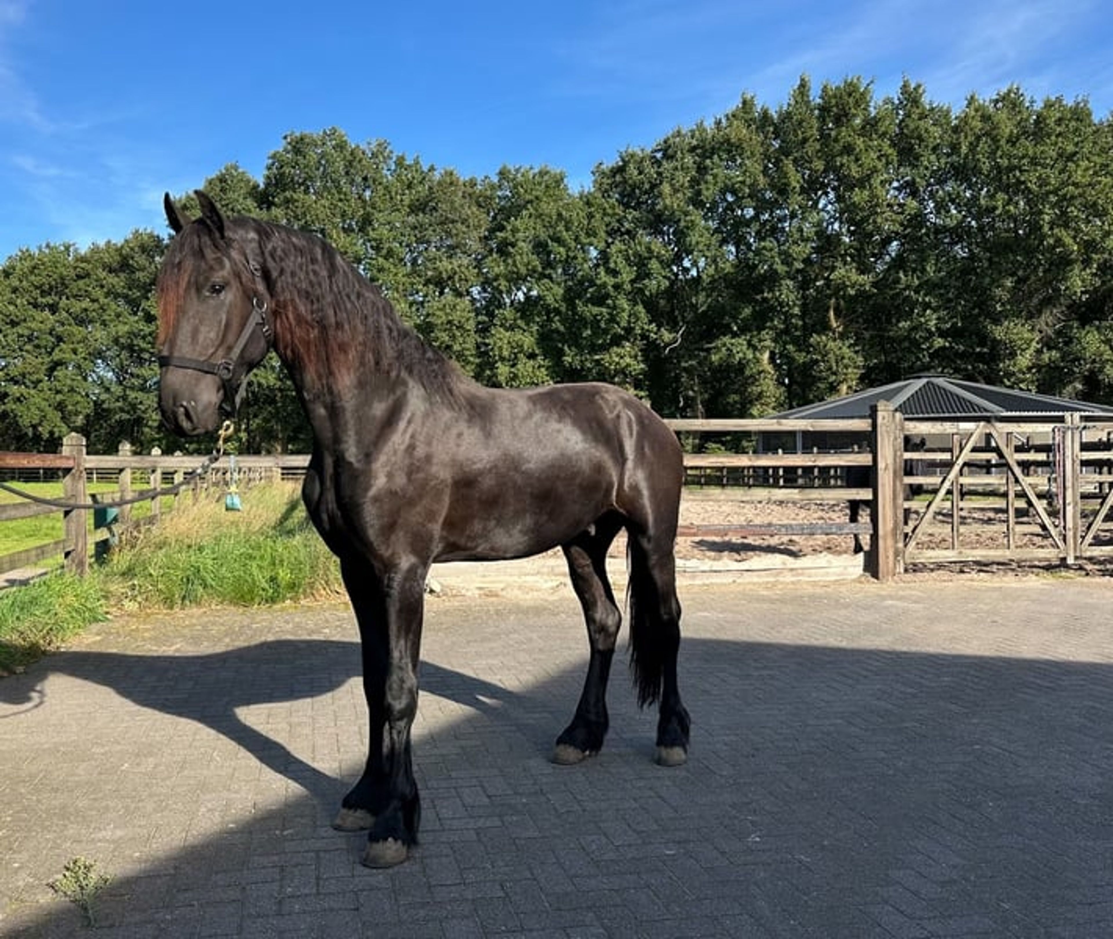 2.5-year-old KFPS Friesian stallion with a wonderful temperament