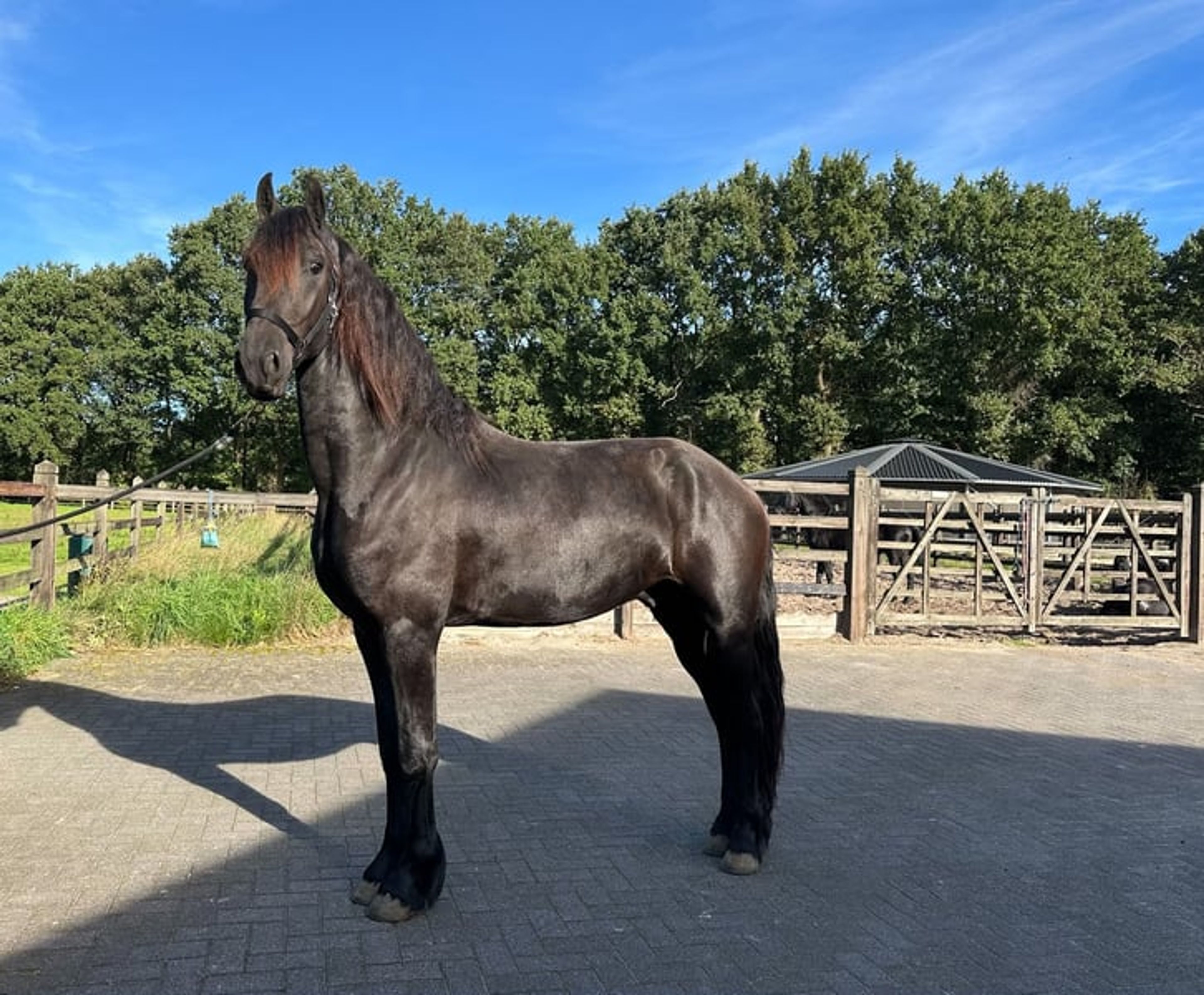 2.5-year-old KFPS Friesian stallion with a wonderful temperament - Image 2