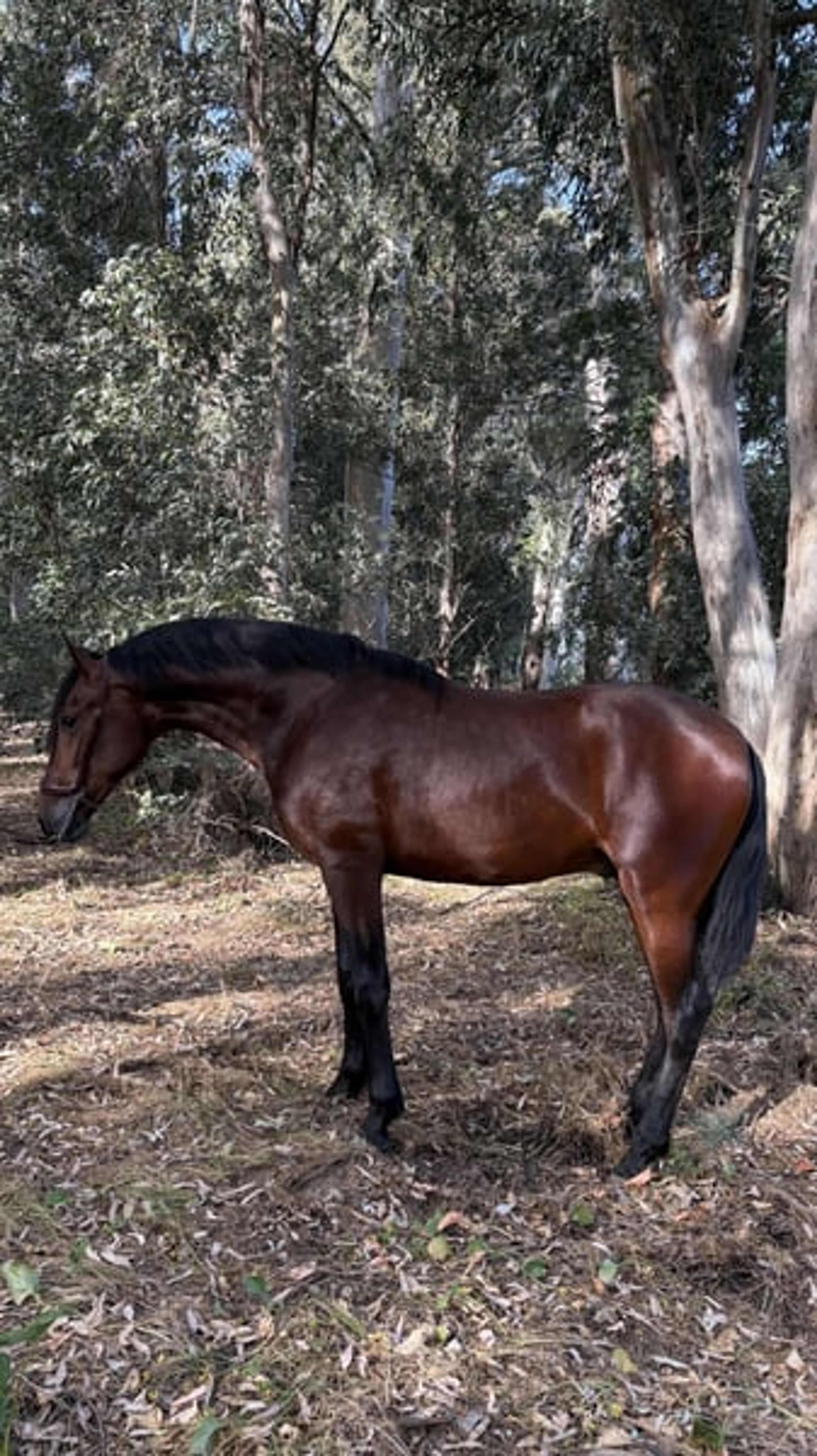 PRE Dressage Horse for Sale