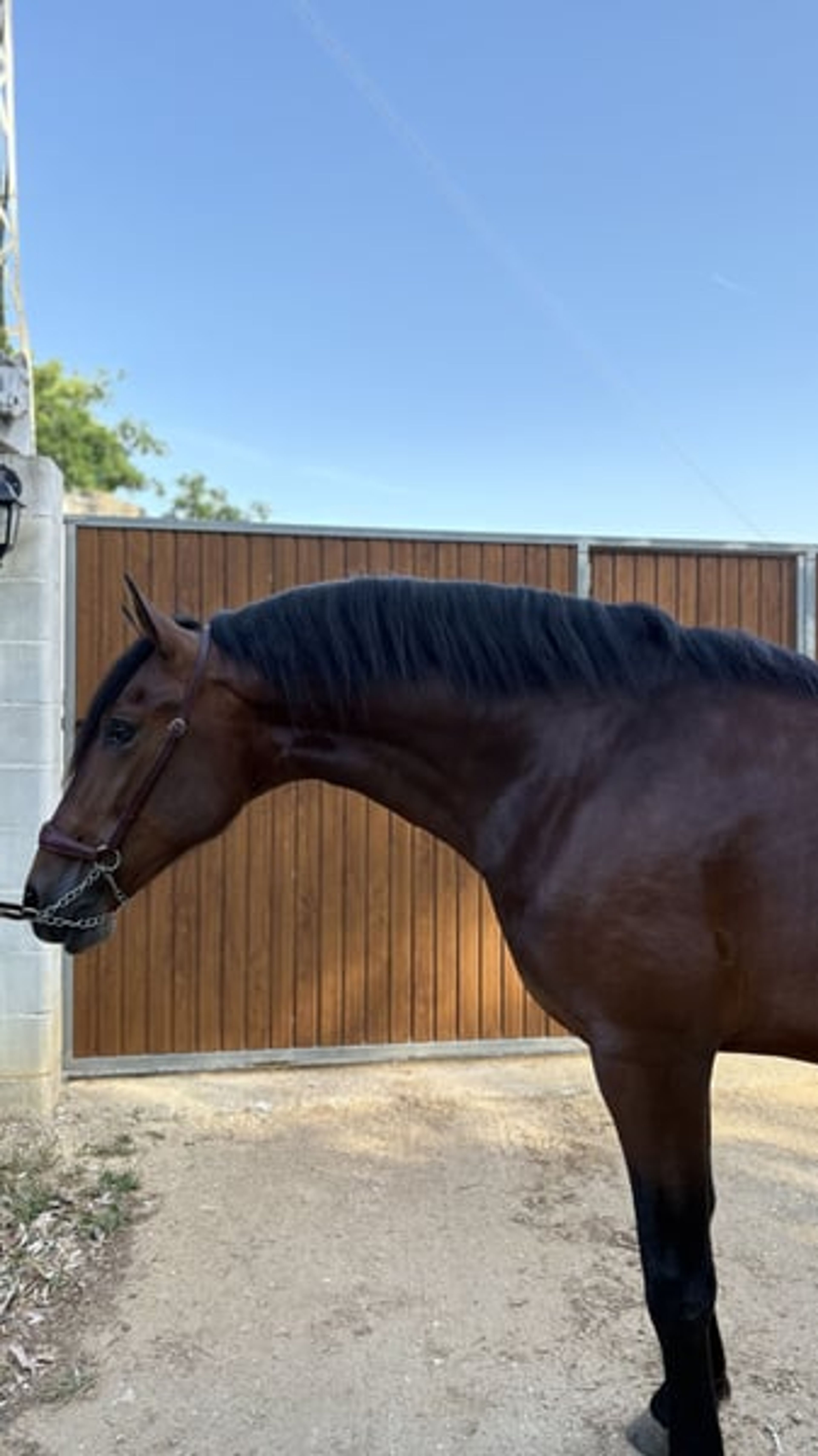 PRE Dressage Horse for Sale - Image 2