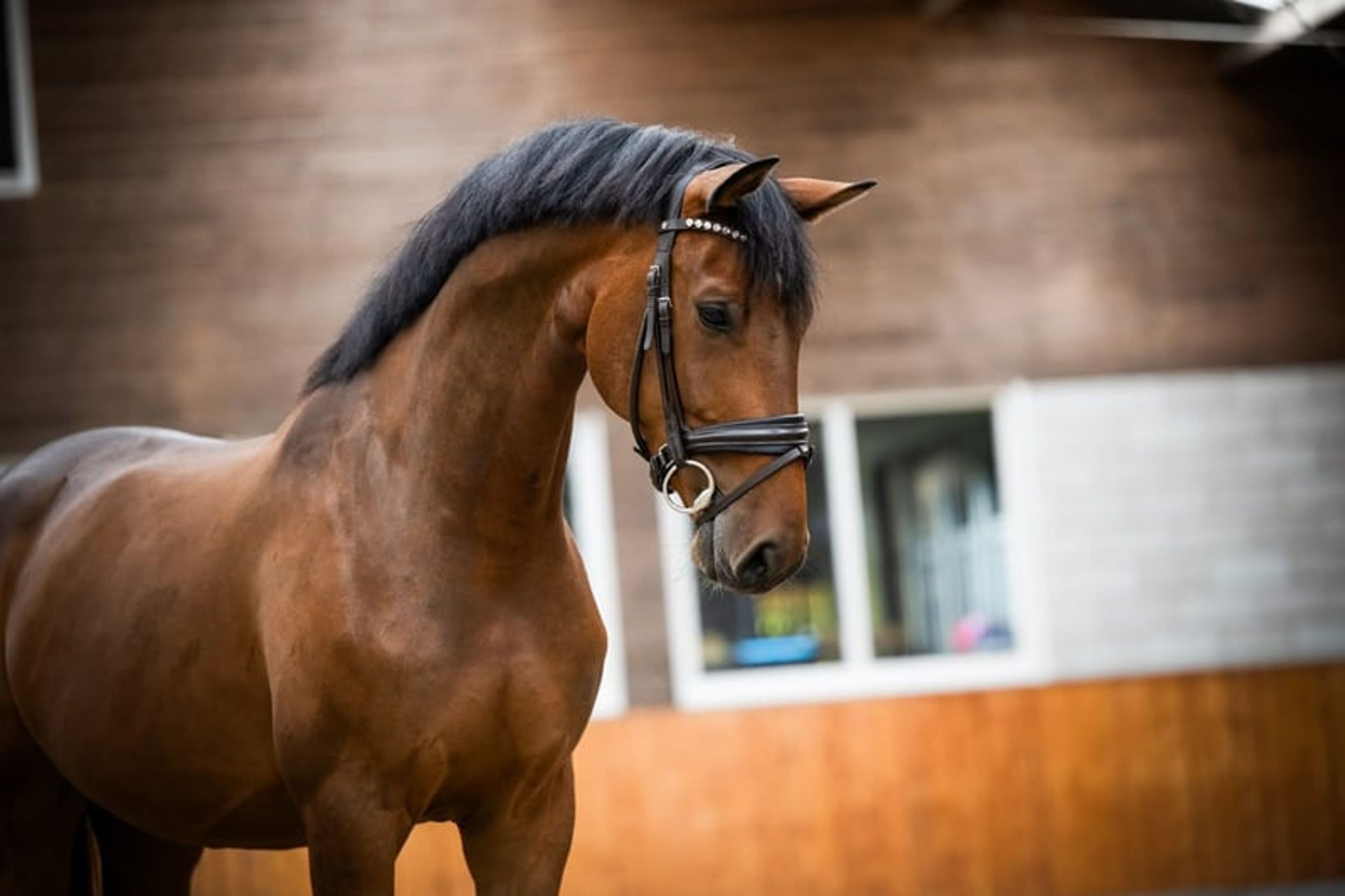 Filou - Sweetest 6yo gelding