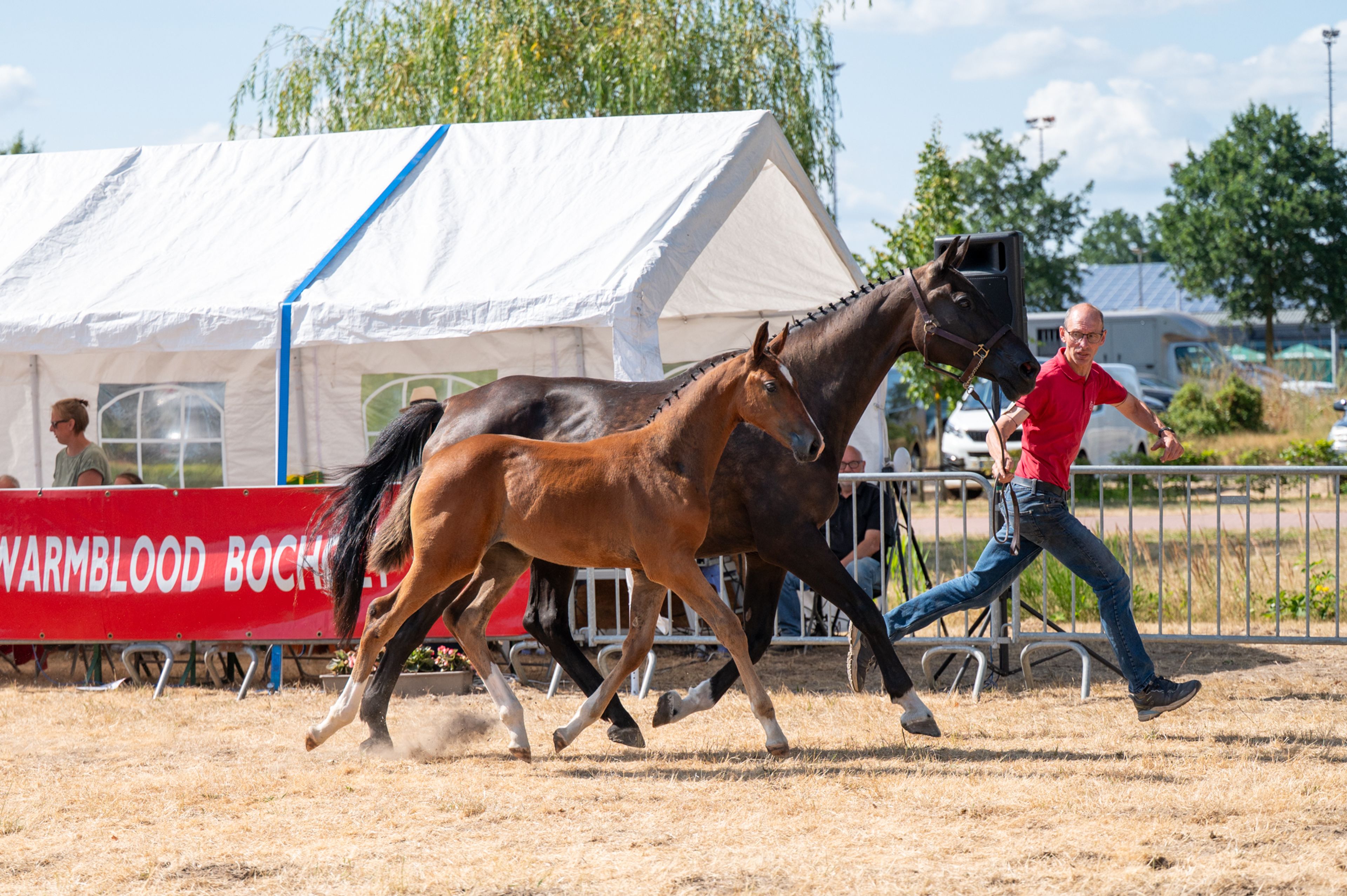Dream of Glory van Prinsenhof’s (ULTRA STAR JM x CARETINO)
