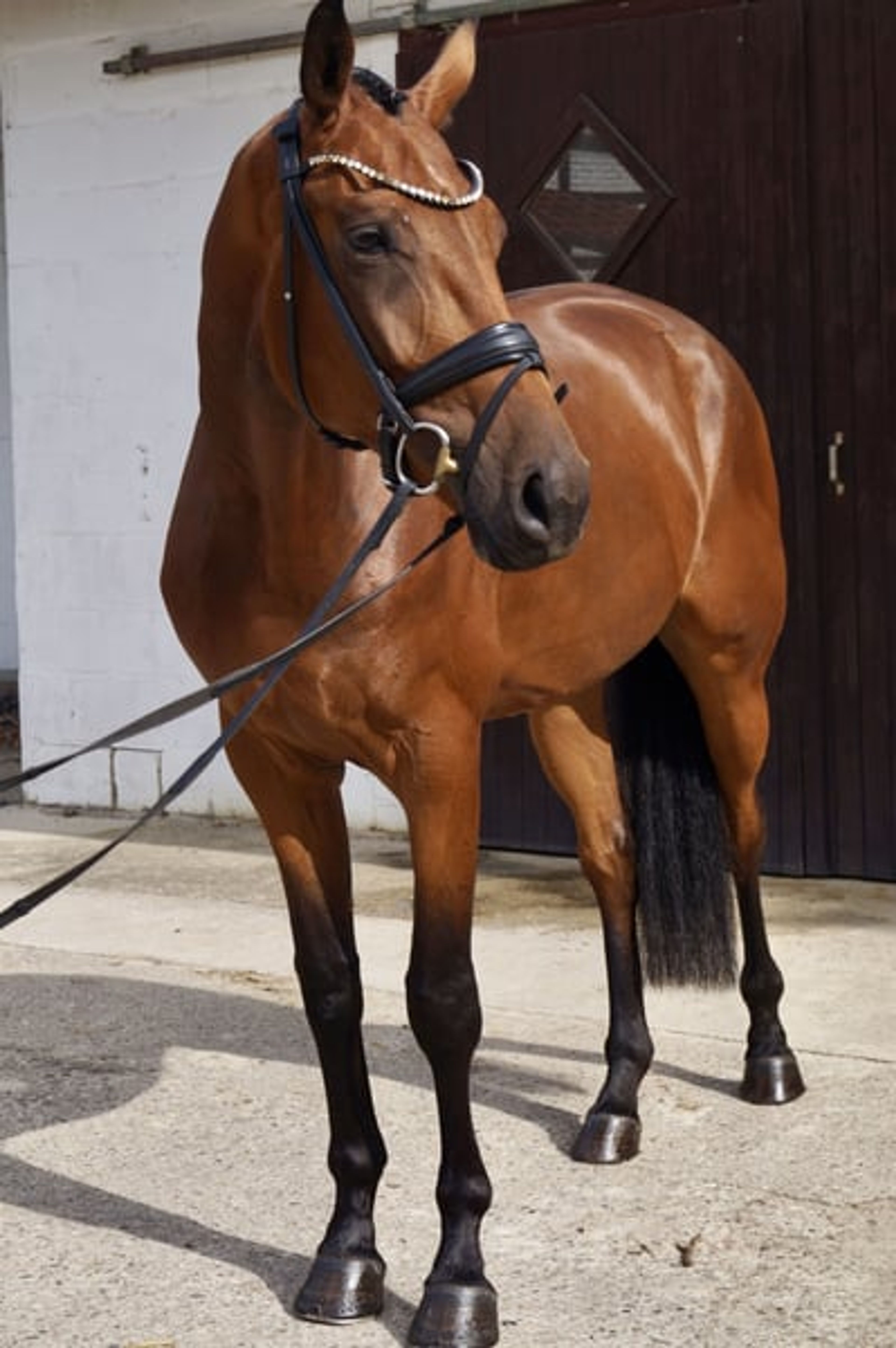 Beautiful, large-framed gelding by Taurus