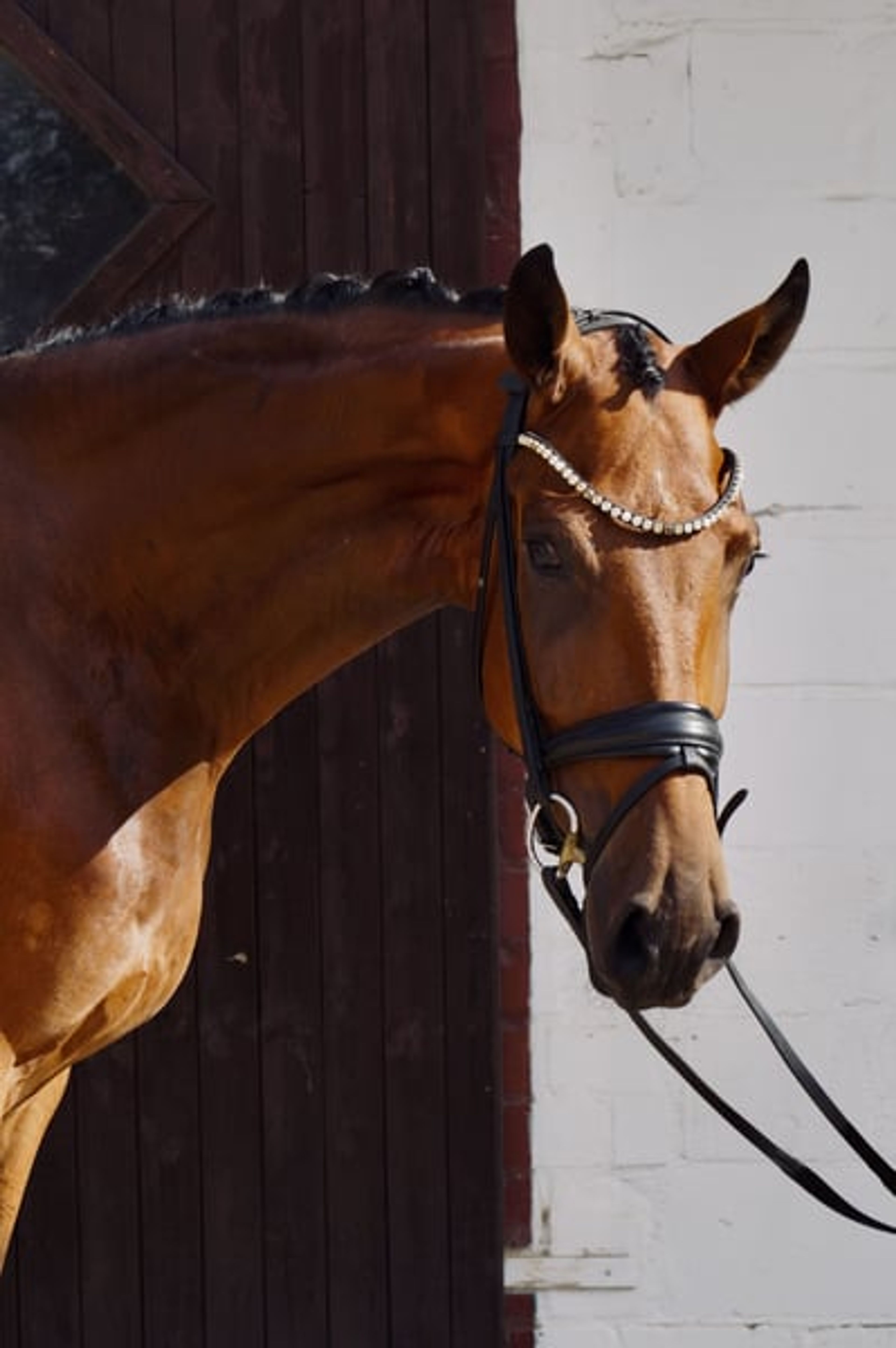 Beautiful, large-framed gelding by Taurus - Image 2