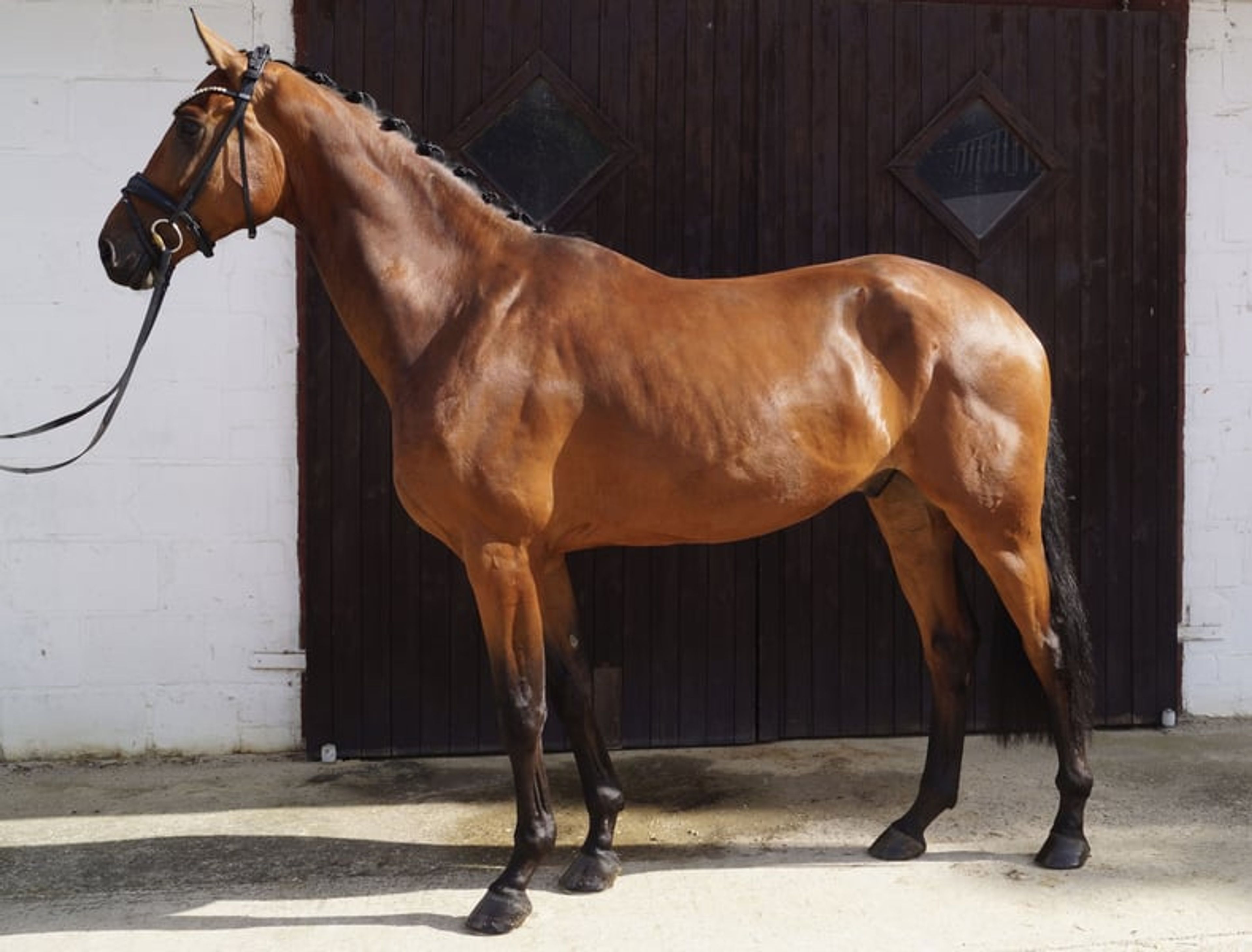 Beautiful, large-framed gelding by Taurus - Image 3