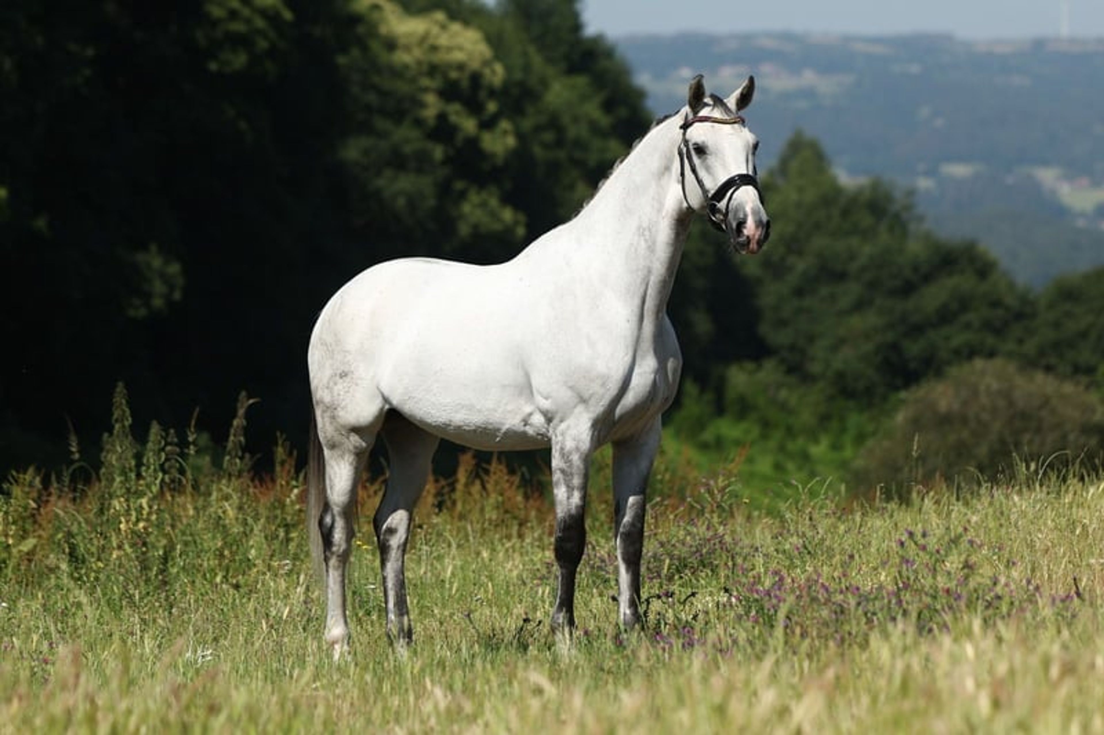 CDE, 2017, gelding, roan, 16.1 hh - Image 2