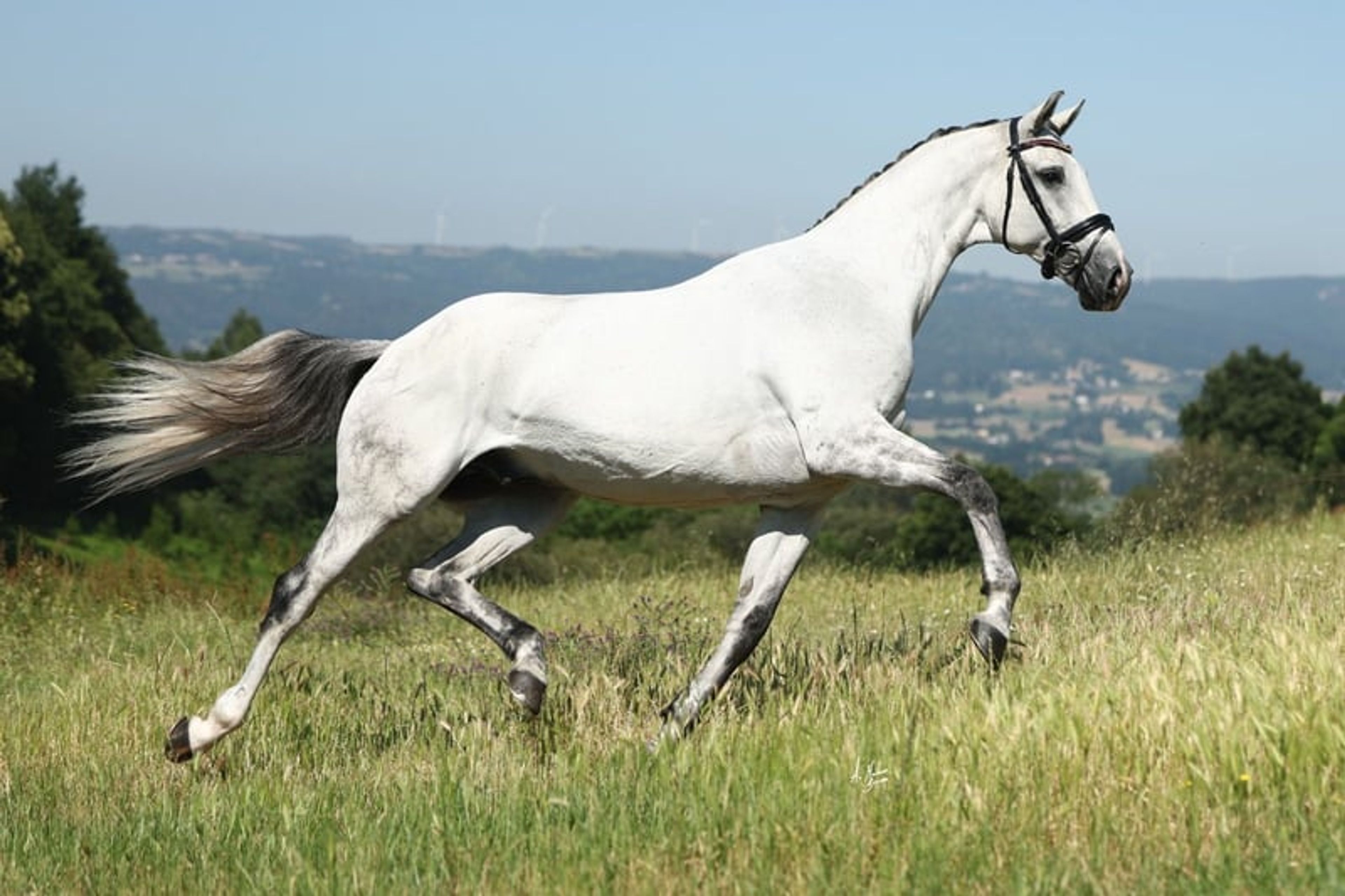 CDE, 2017, gelding, roan, 16.1 hh - Image 4