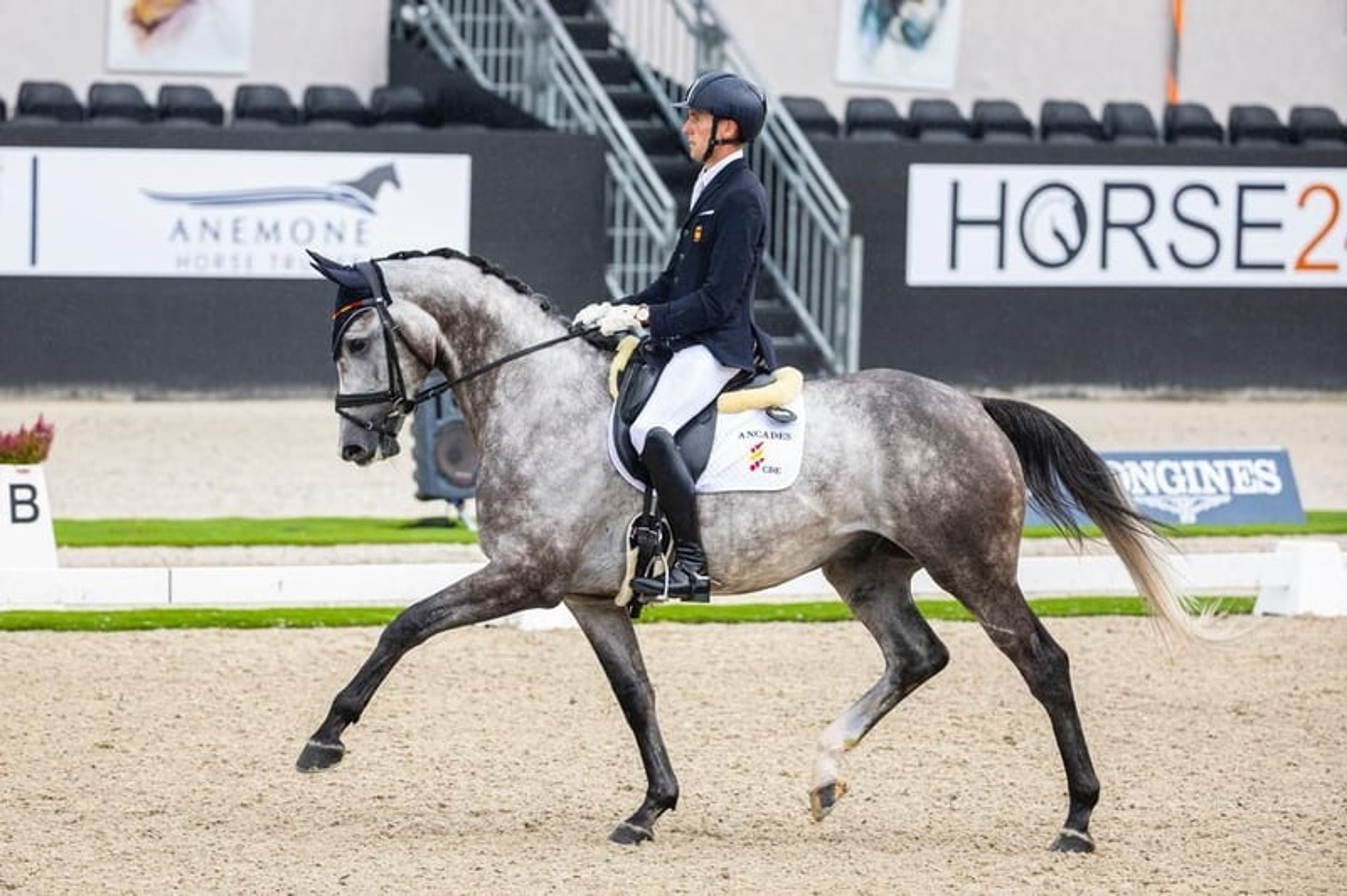 CDE, 2017, gelding, roan, 16.1 hh - Image 5