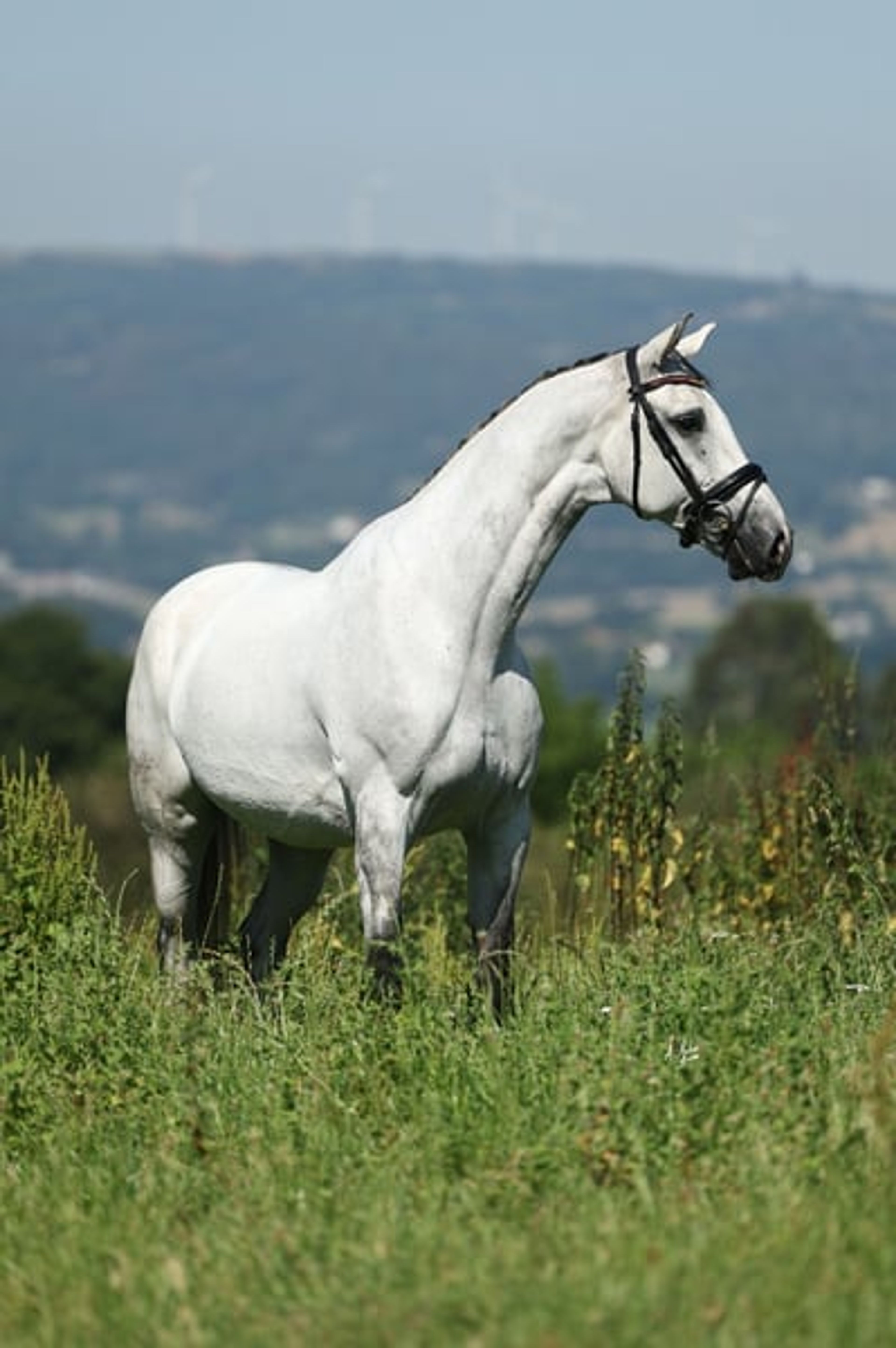 CDE, 2017, gelding, roan, 16.1 hh - Image 6