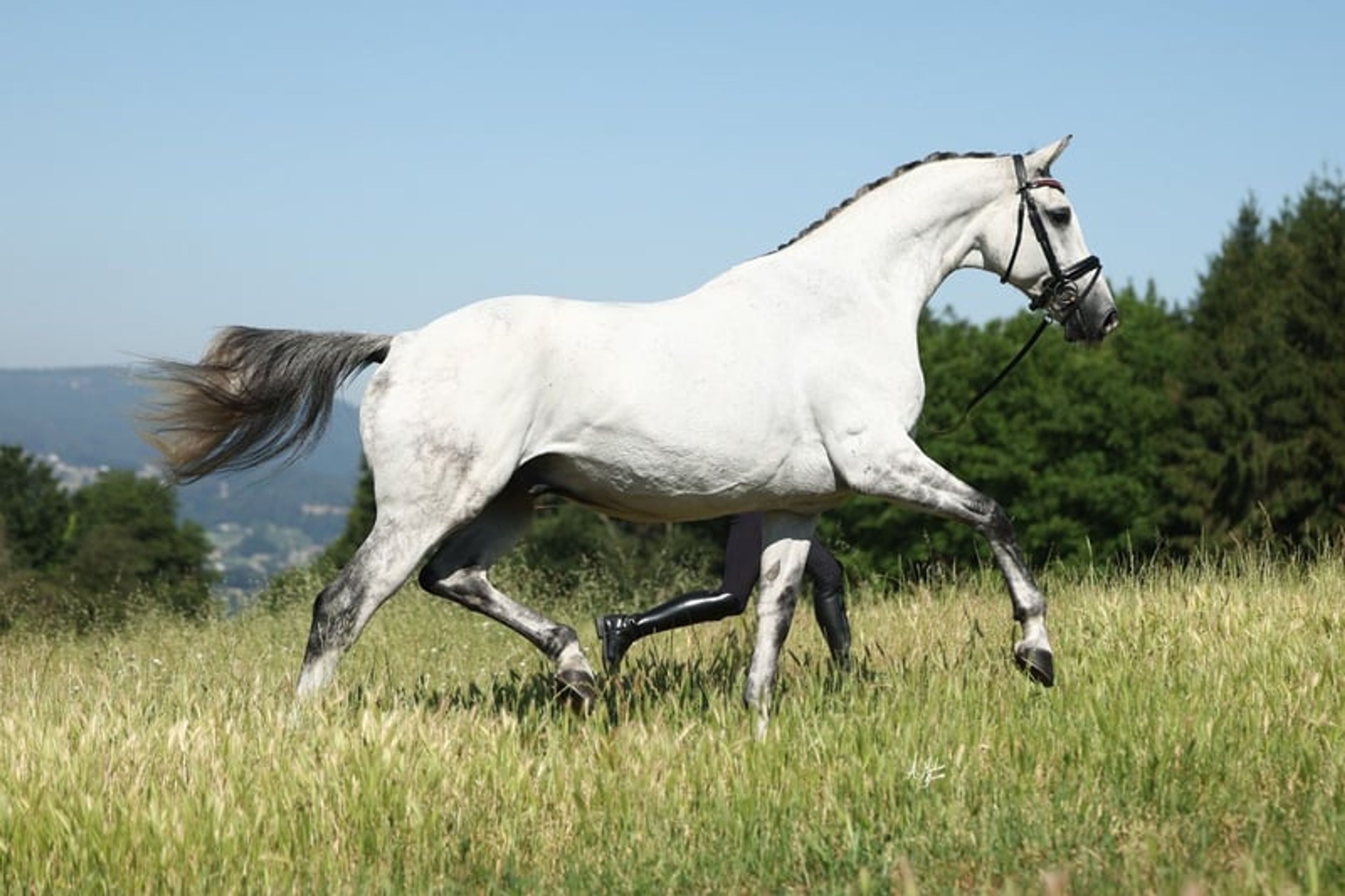 CDE, 2017, gelding, roan, 16.1 hh - Image 8