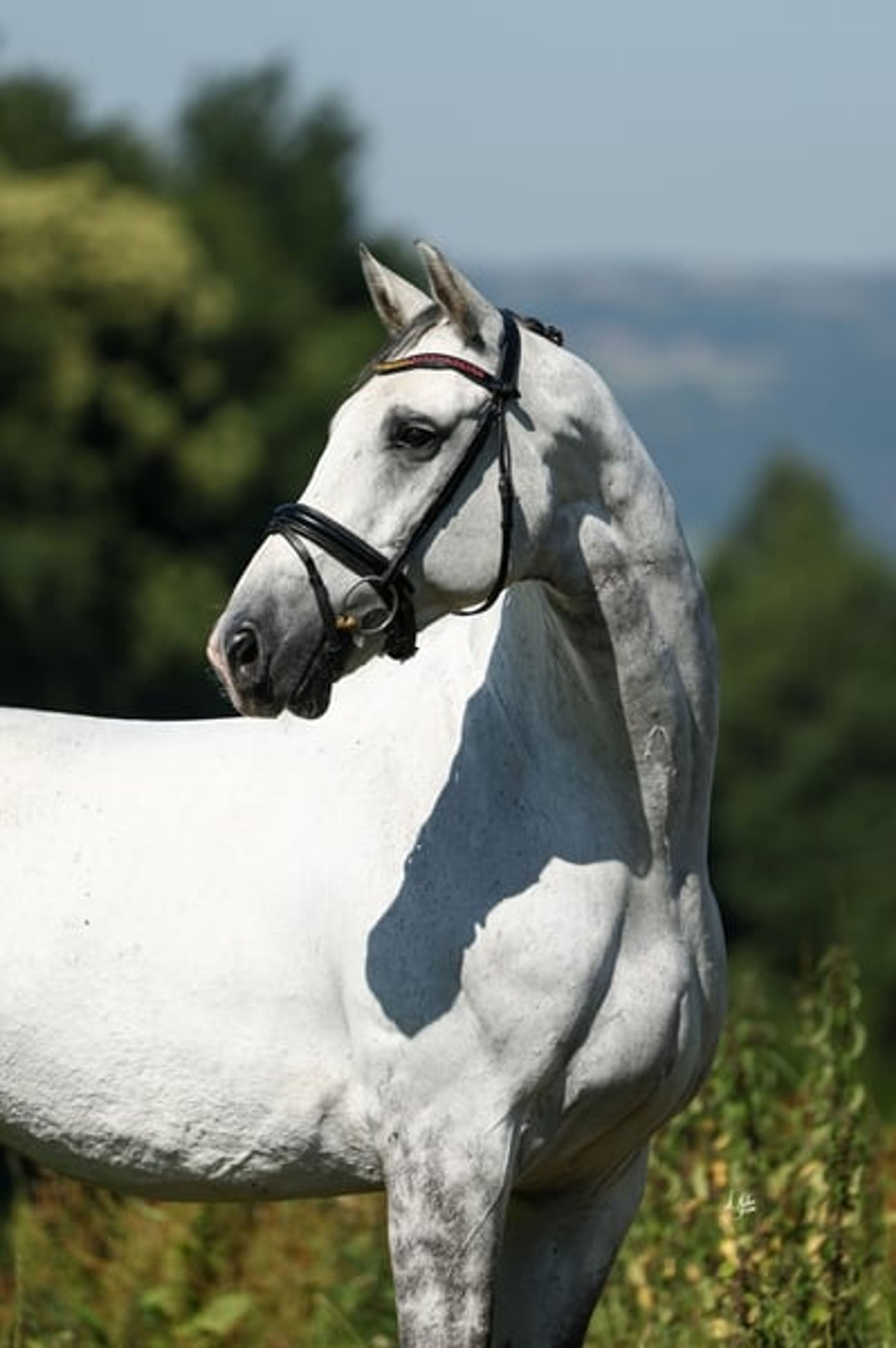 CDE, 2017, gelding, roan, 16.1 hh - Image 10