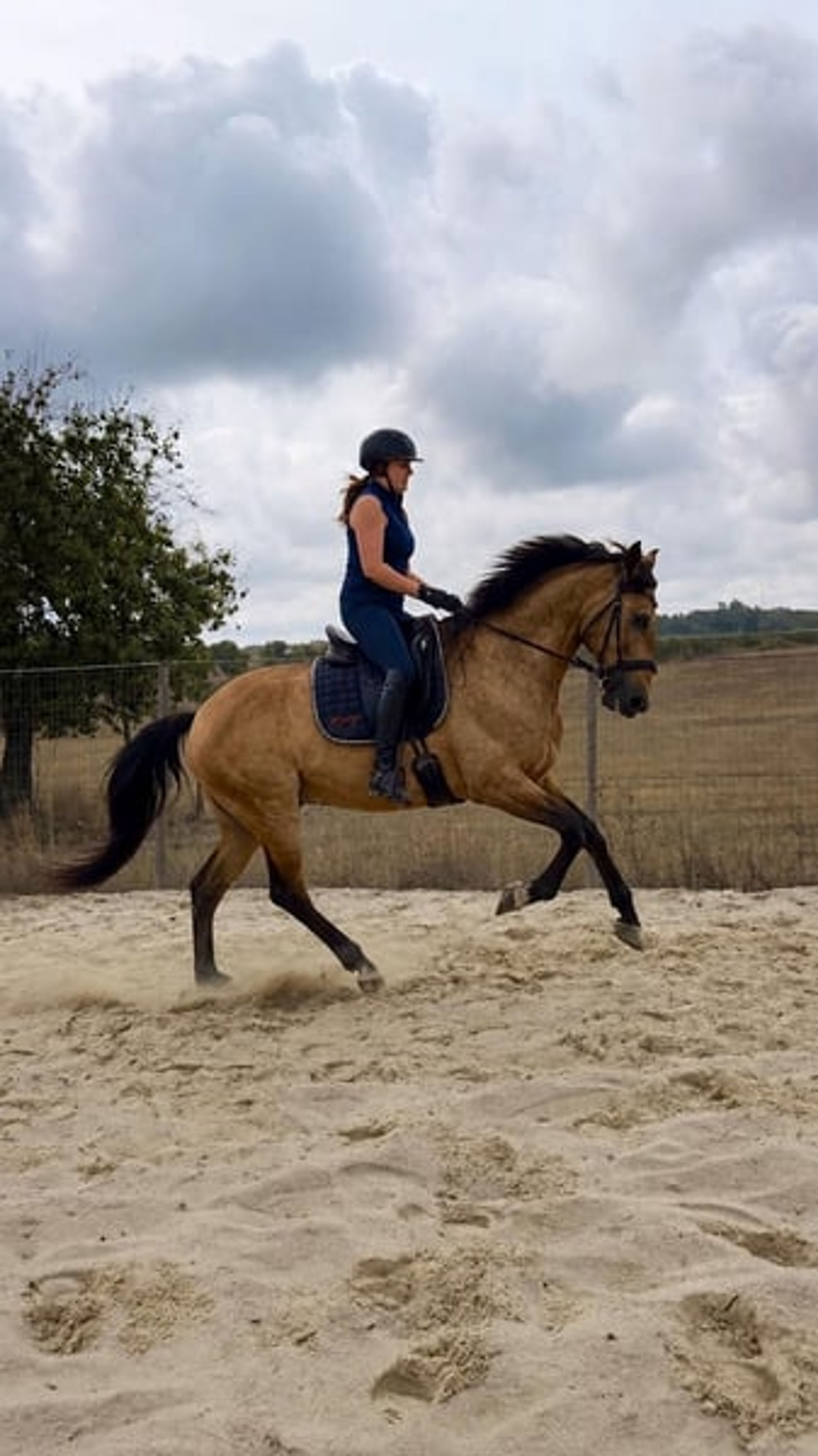 Charming Lusitano gelding with heart and intelligence