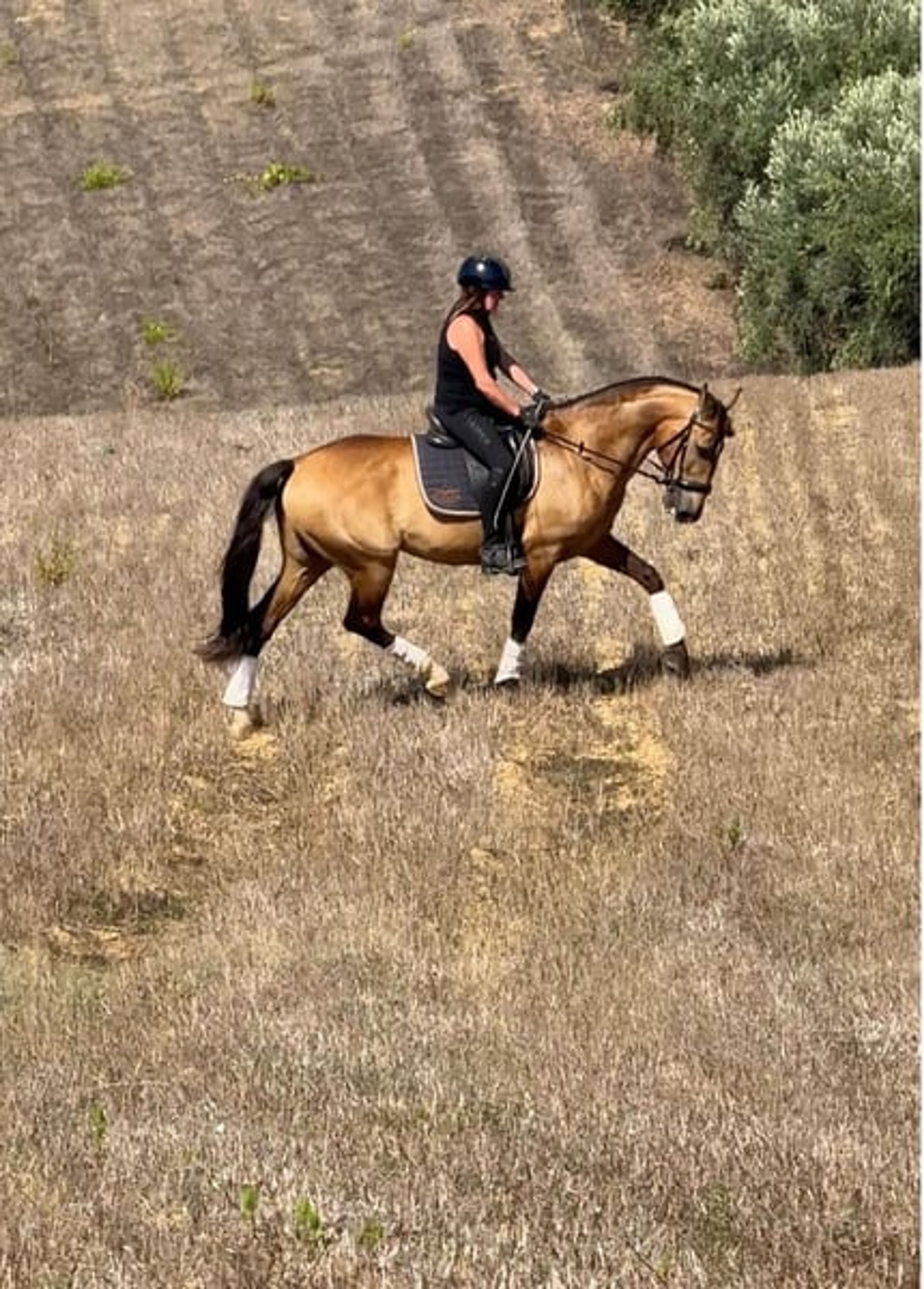 Charming Lusitano gelding with heart and intelligence - Image 2