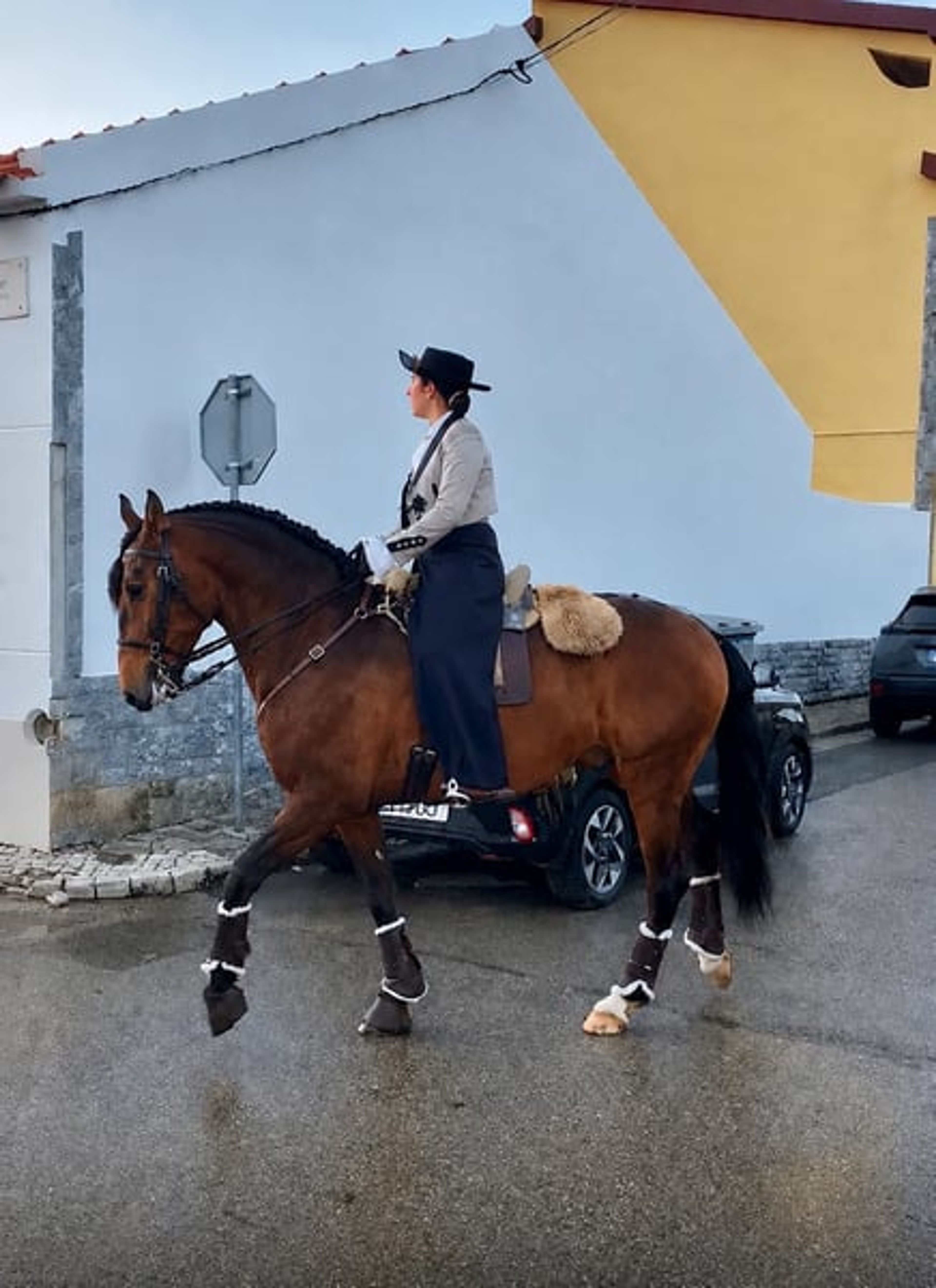 Charming Lusitano gelding with heart and intelligence - Image 3