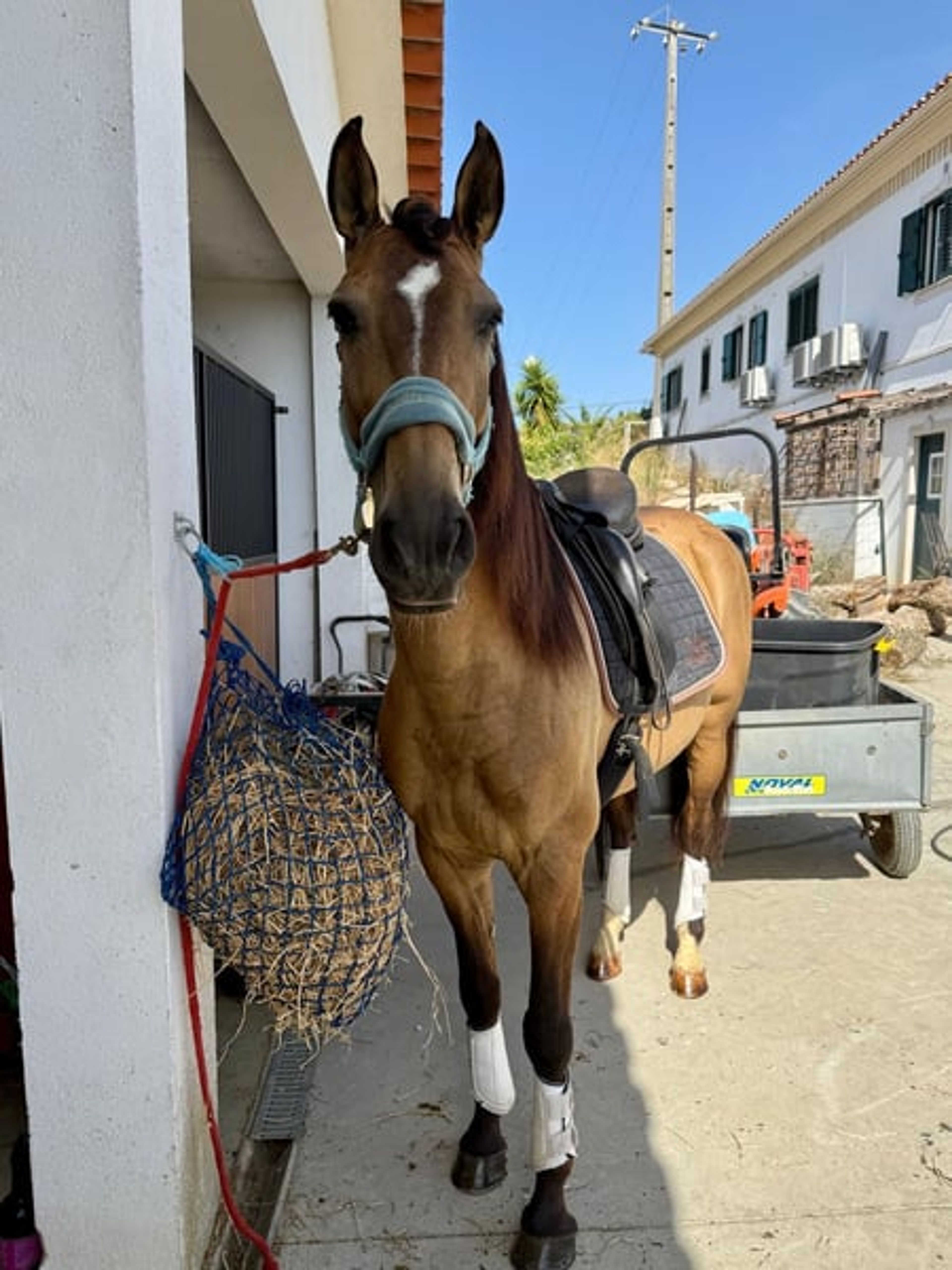 Charming Lusitano gelding with heart and intelligence - Image 4