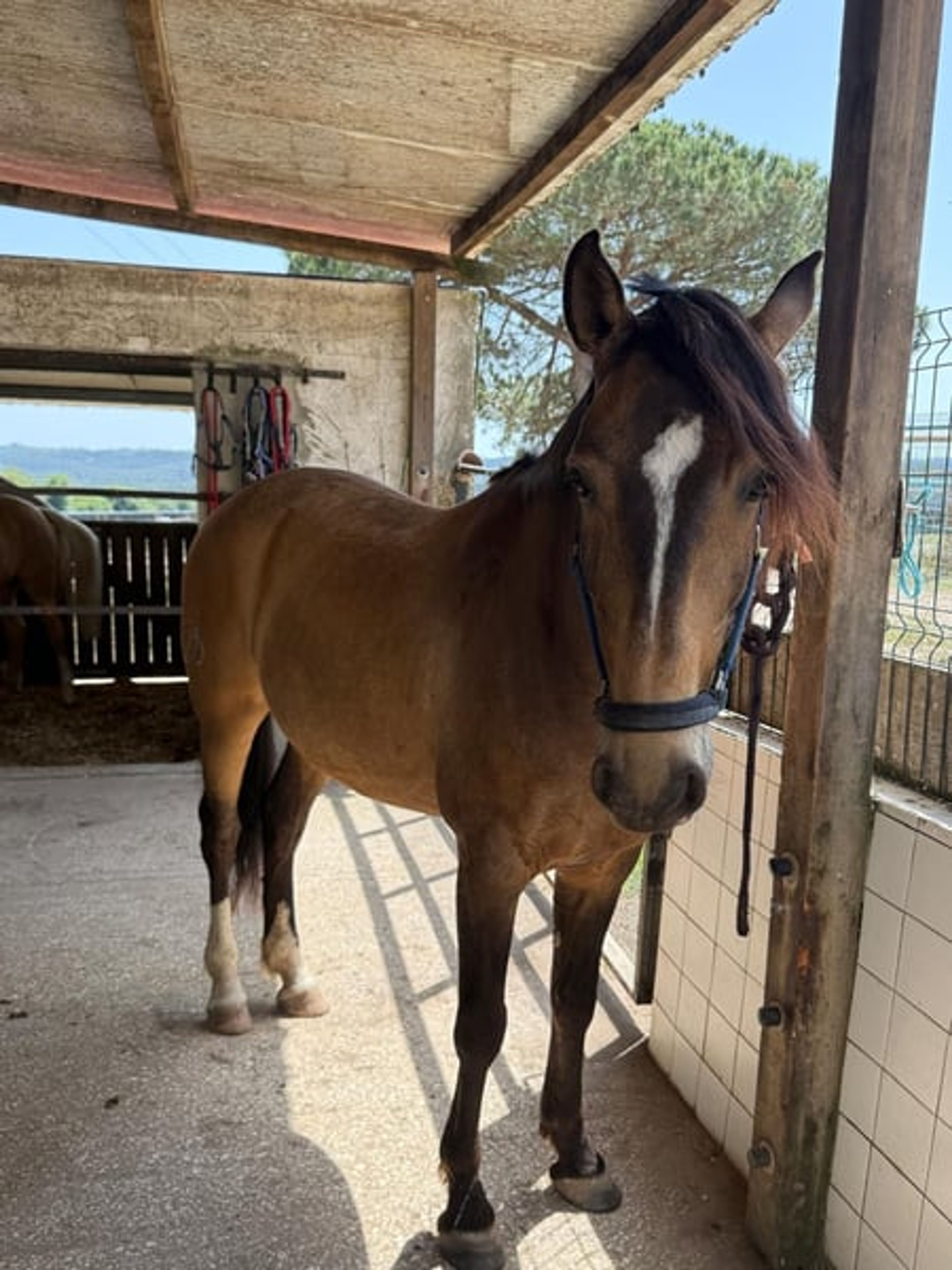 Charming Lusitano gelding with heart and intelligence - Image 5