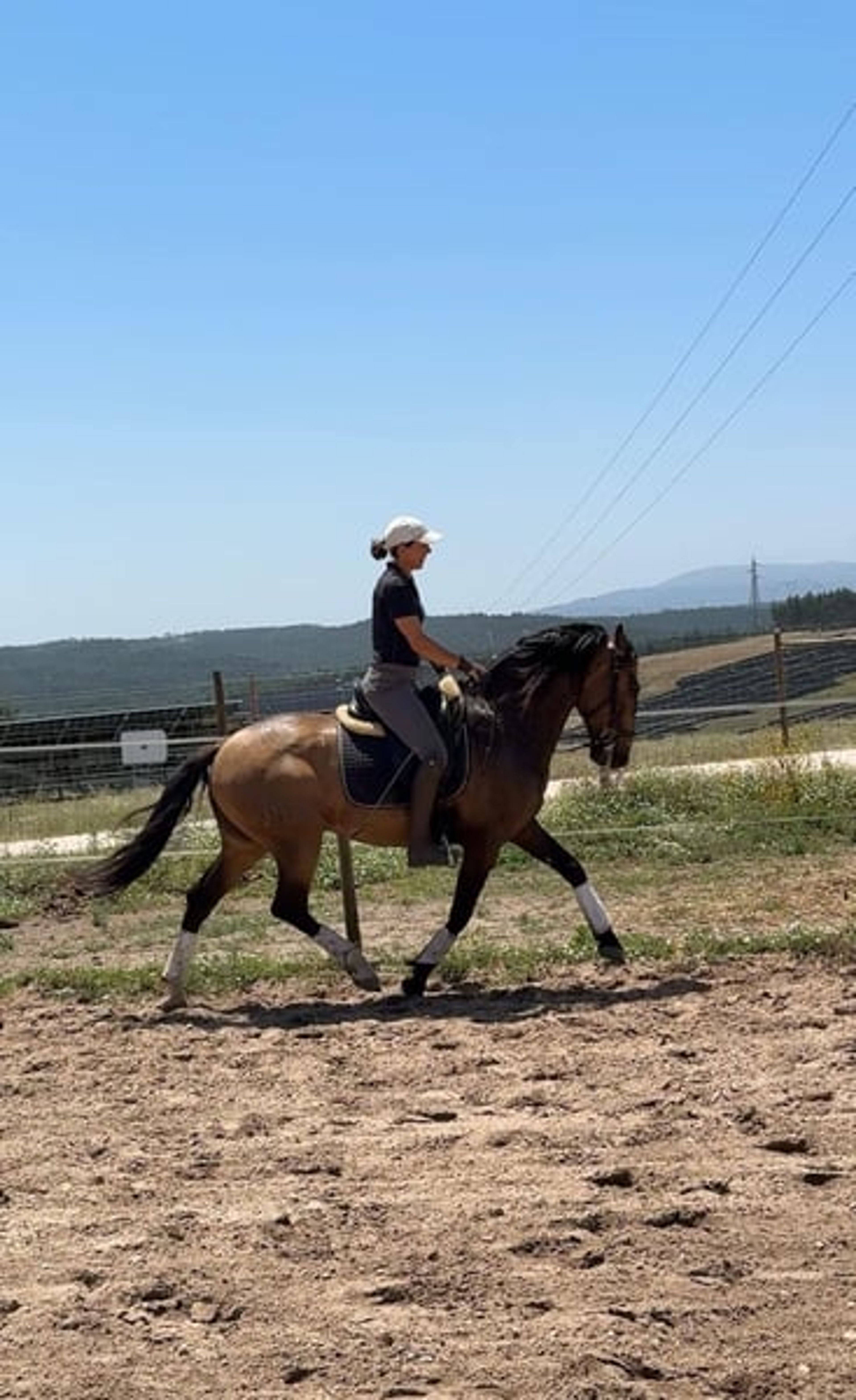Charming Lusitano gelding with heart and intelligence - Image 6