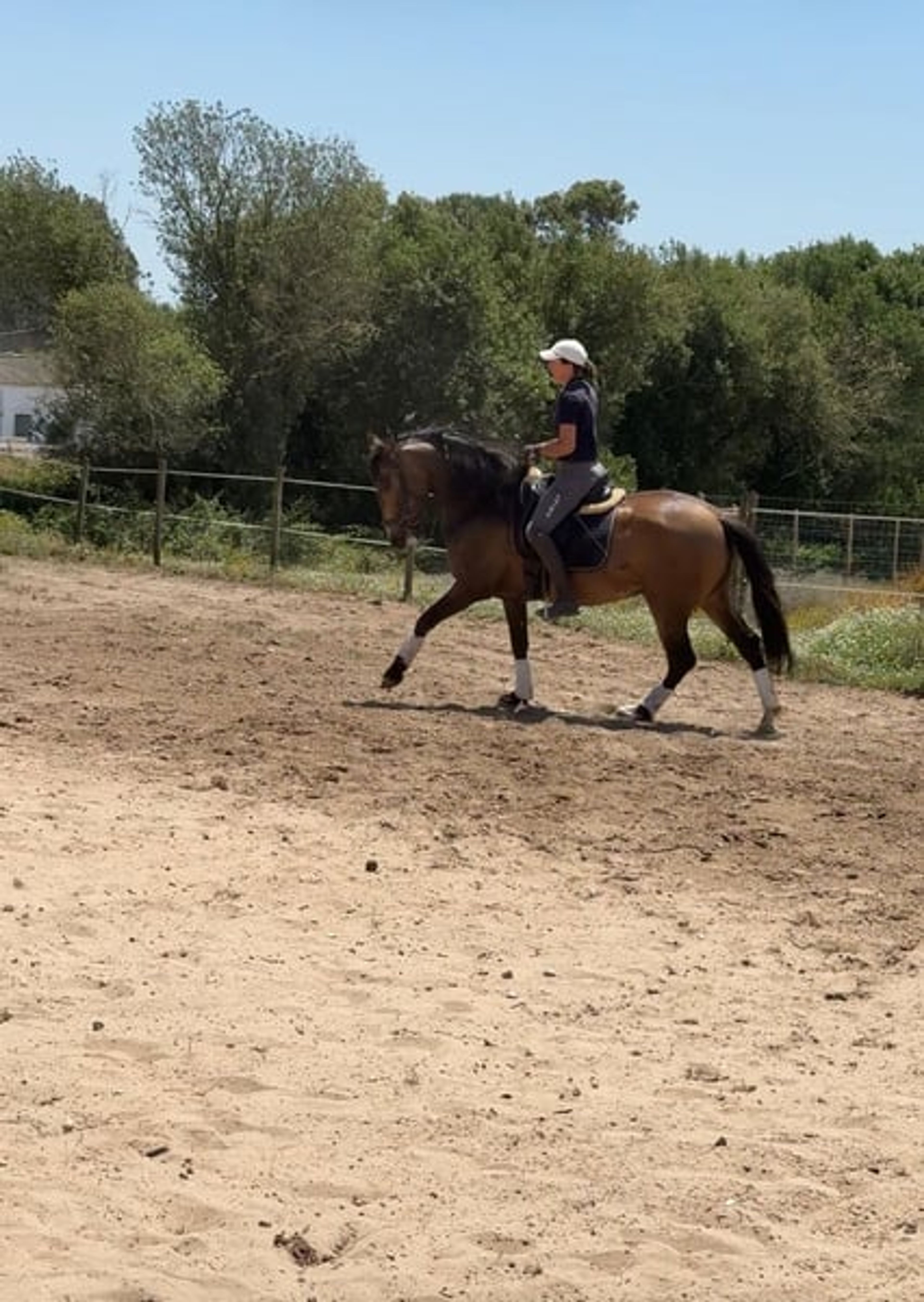 Charming Lusitano gelding with heart and intelligence - Image 7