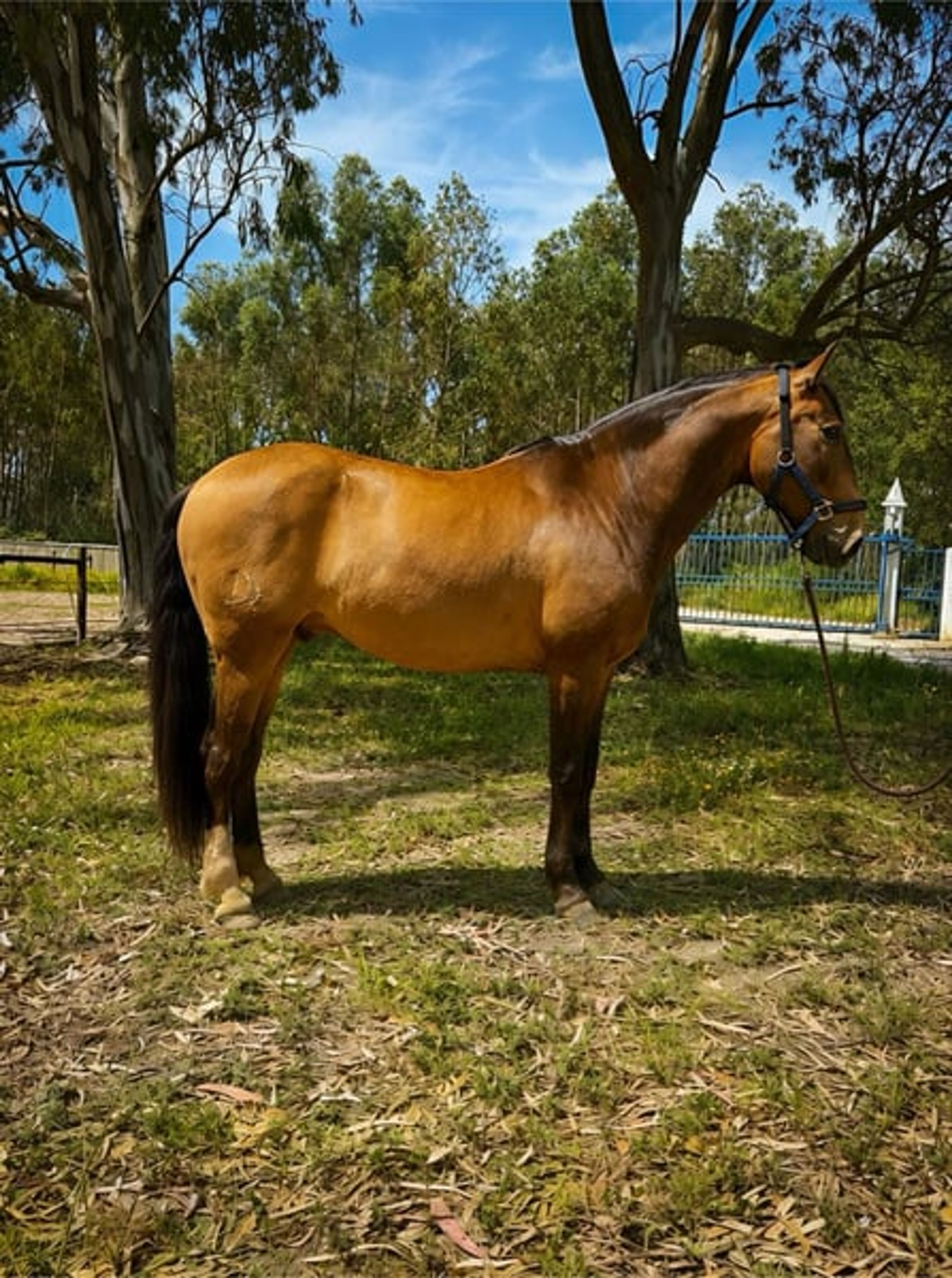 Charming Lusitano gelding with heart and intelligence - Image 8