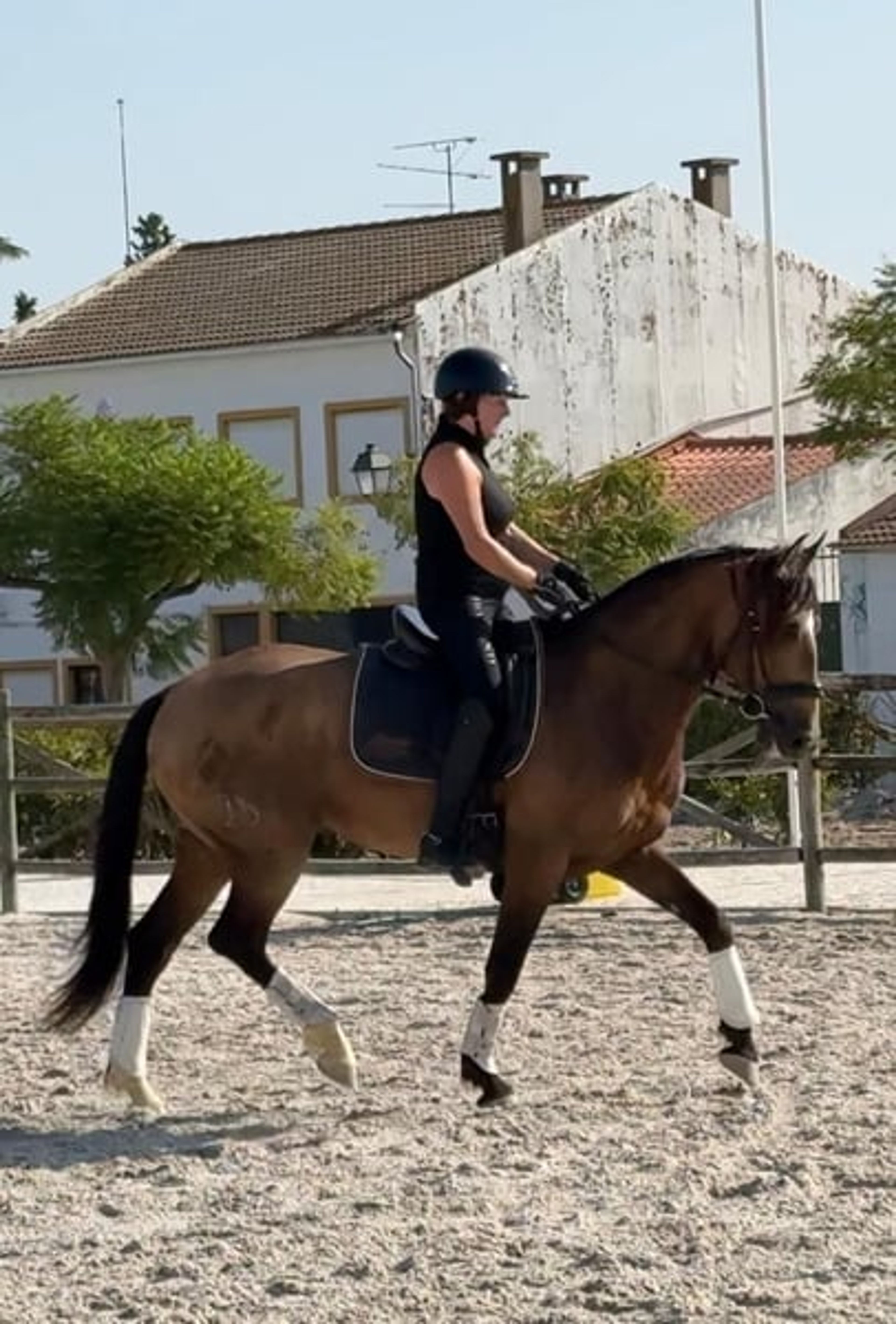 Charming Lusitano gelding with heart and intelligence - Image 9